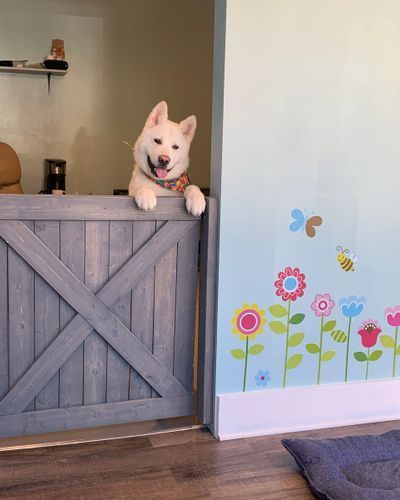 White dog is sitting on a wooden gate in a living room.
