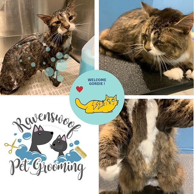 A collage of pictures of cats and a logo for ravenswood pet grooming