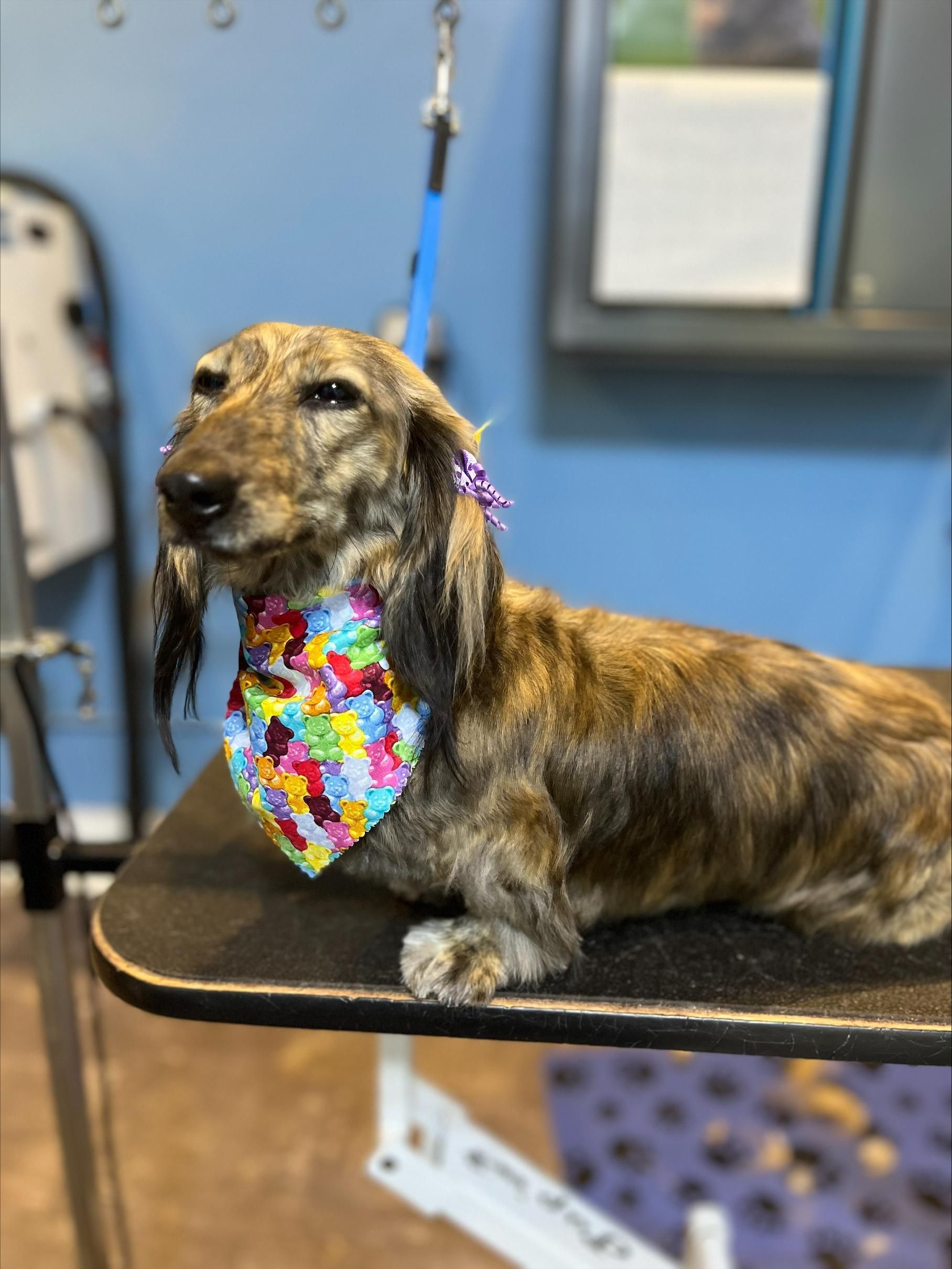 Dachshund Wearing Colorful Bandana