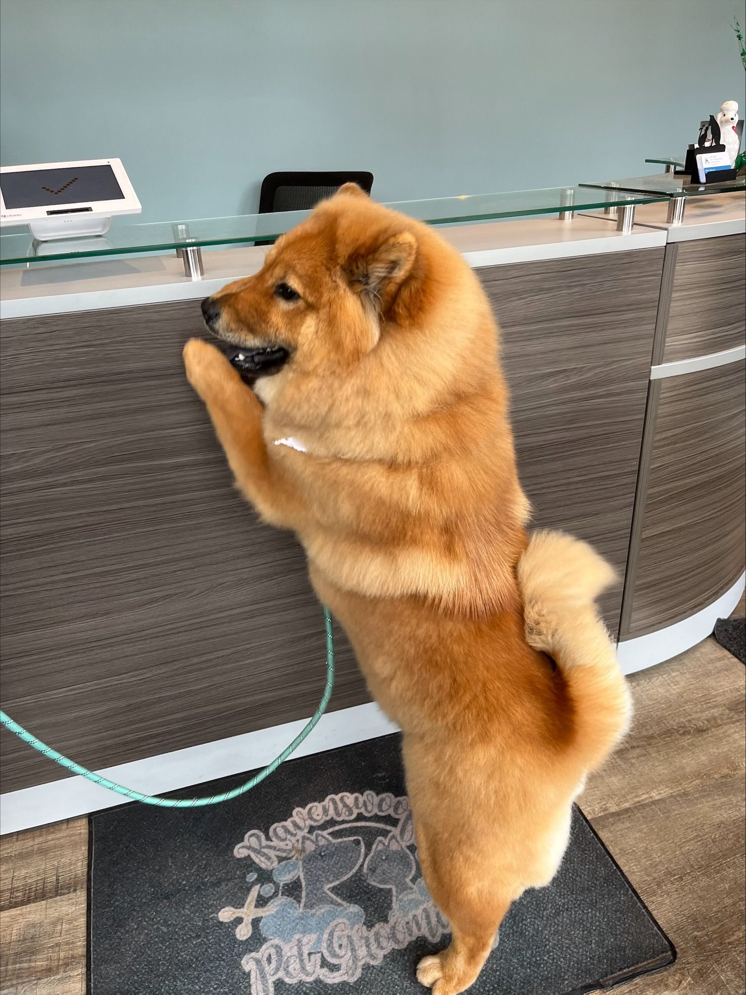 Dog Standing at the Counter