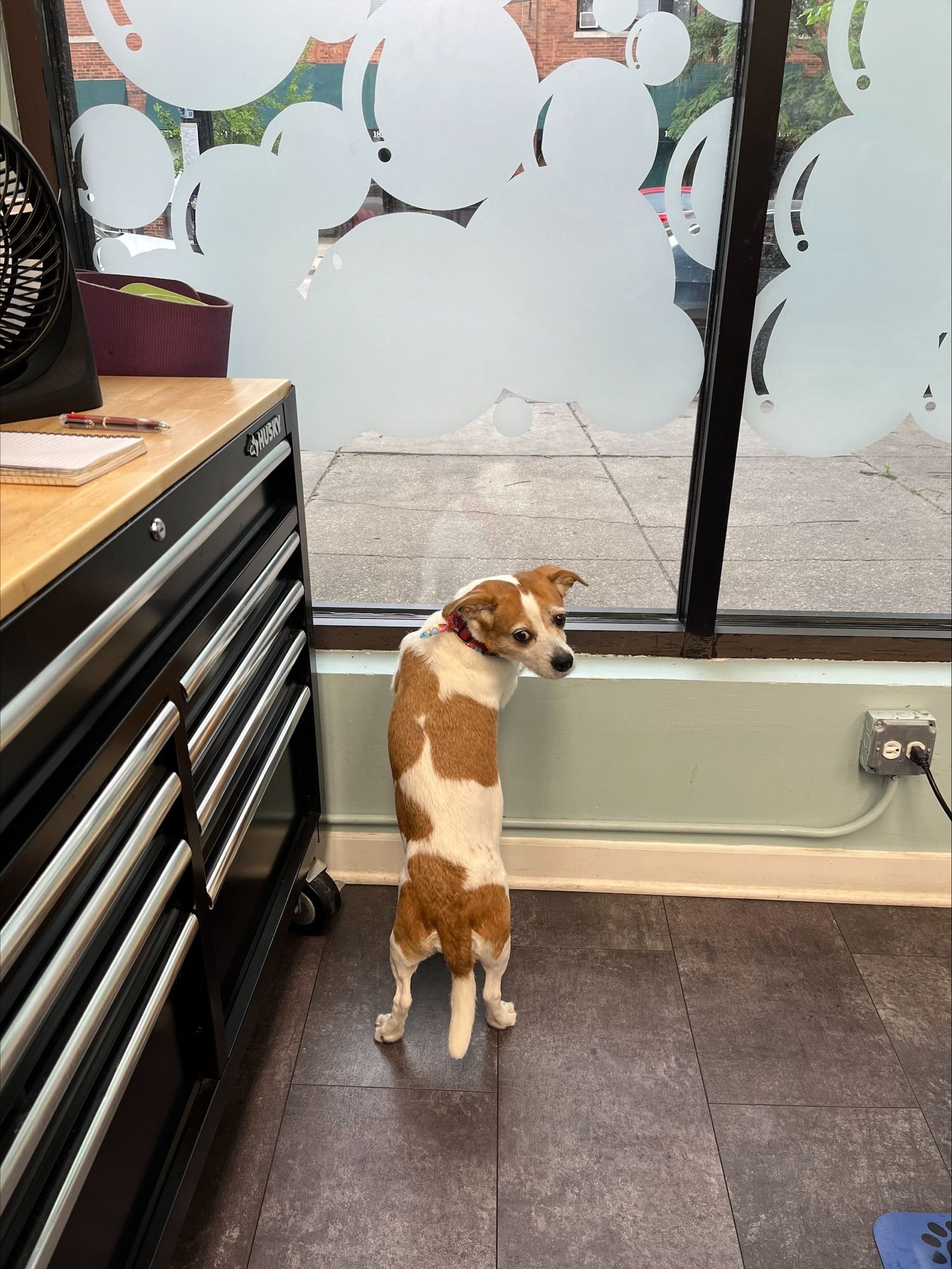 Dog Waiting at The Store