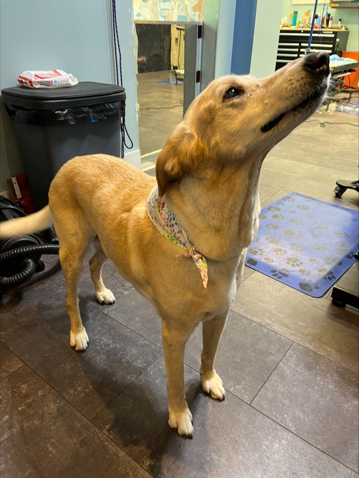Dog is standing on a tiled floor in a room looking up.