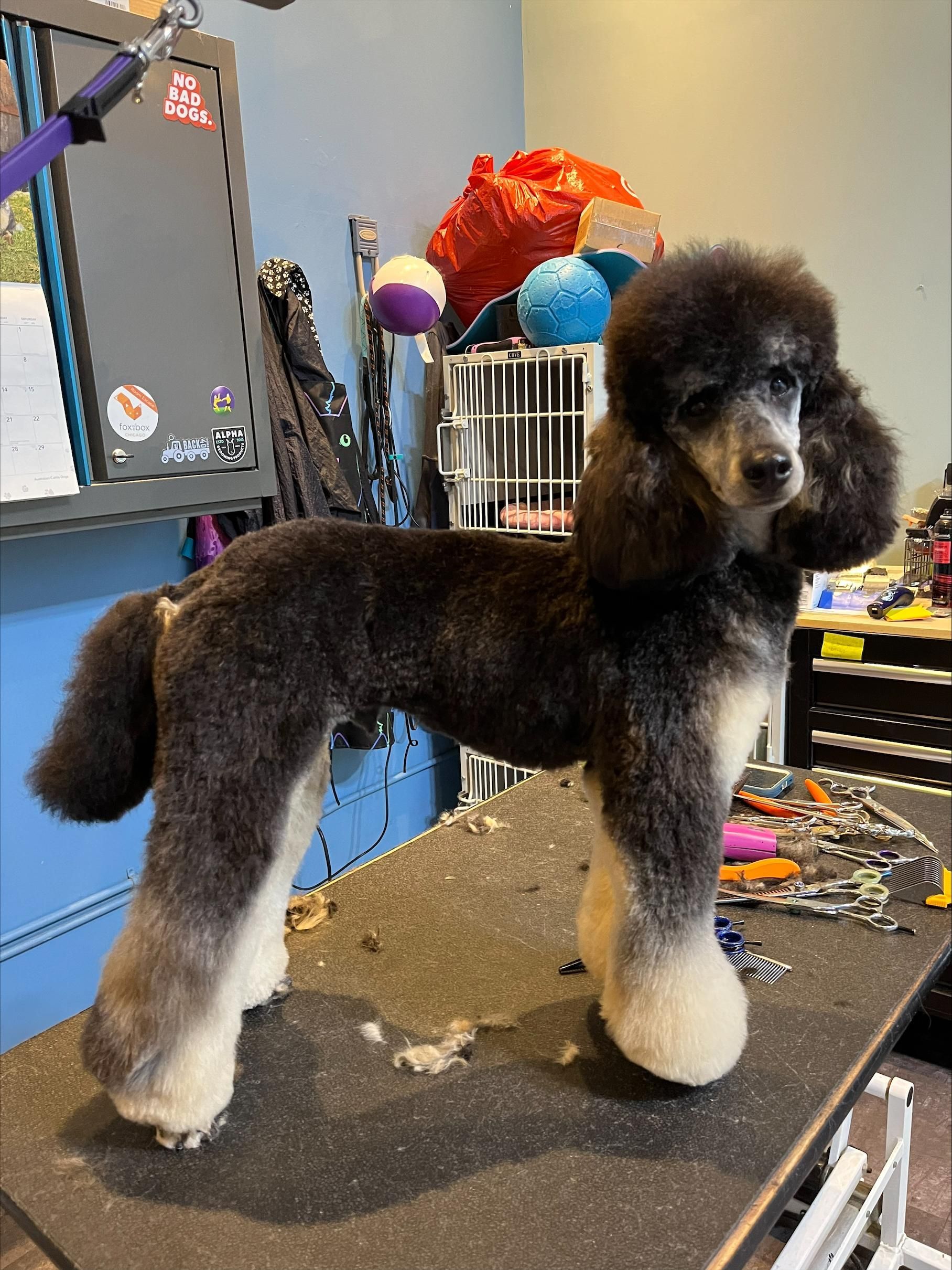 A black and white poodle is standing on a table.