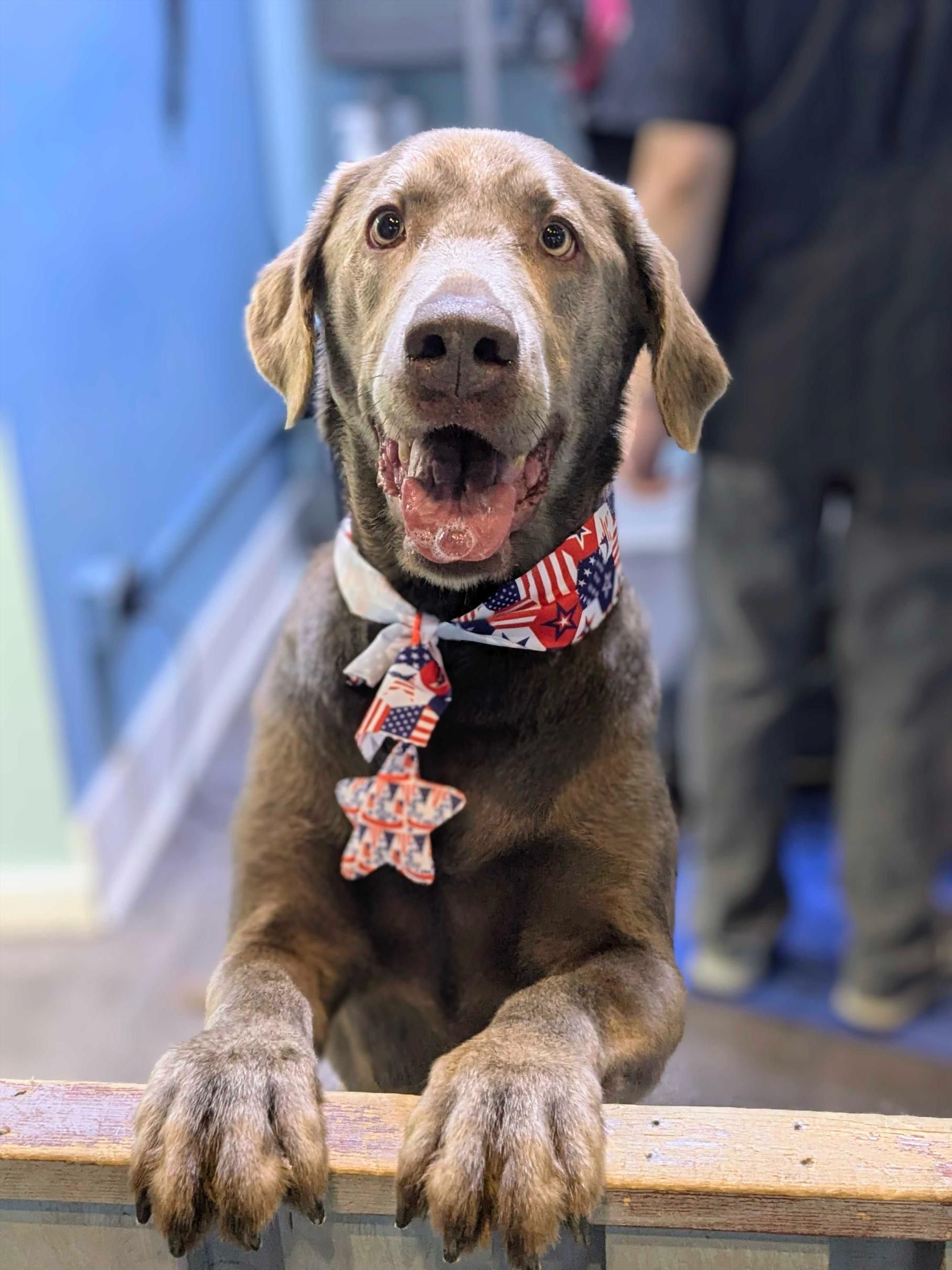 Brown dog wearing a red , white and blue collar is sitting on a wooden fence.
