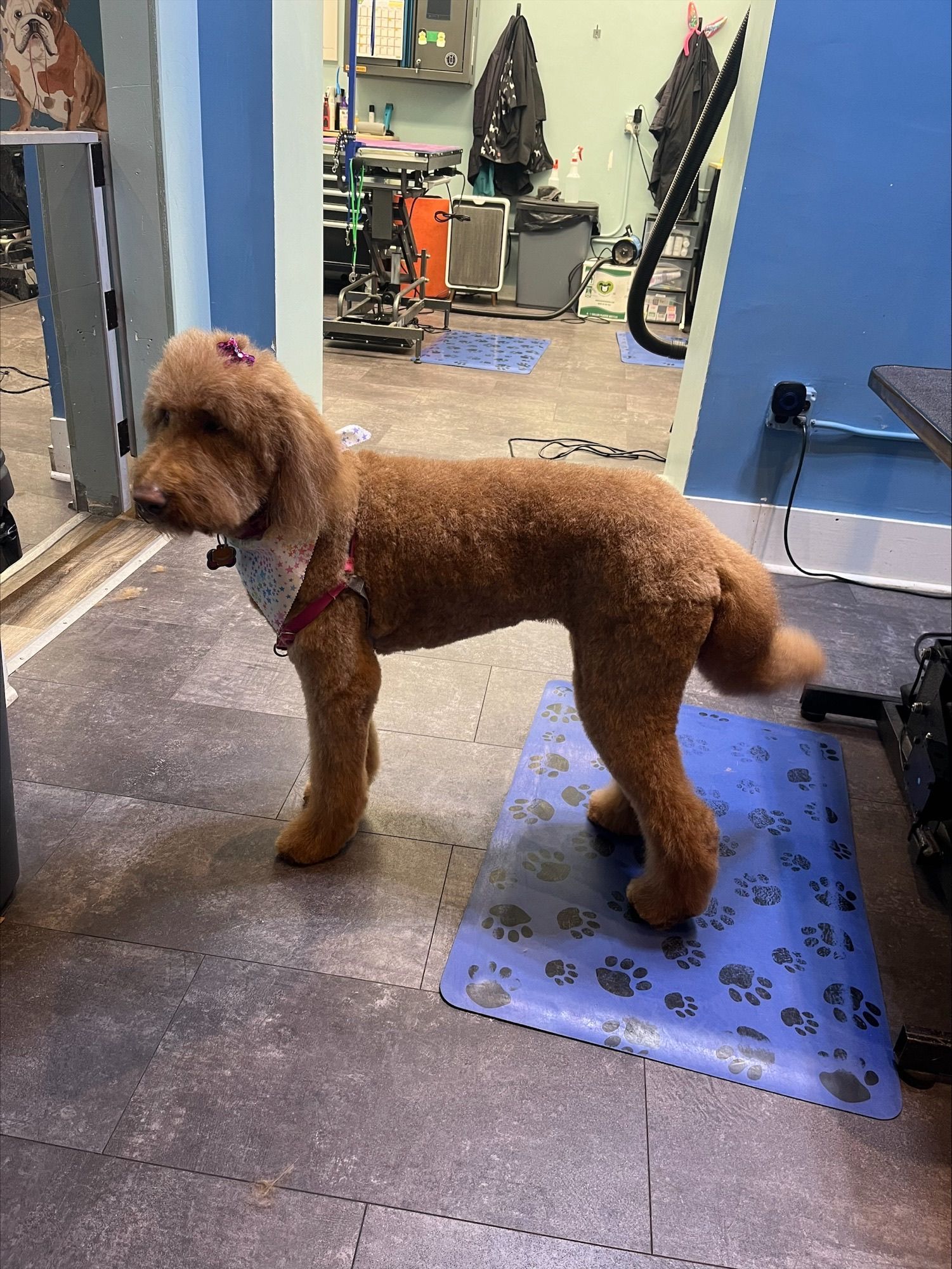 Small brown dog is standing on a blue mat in a room.