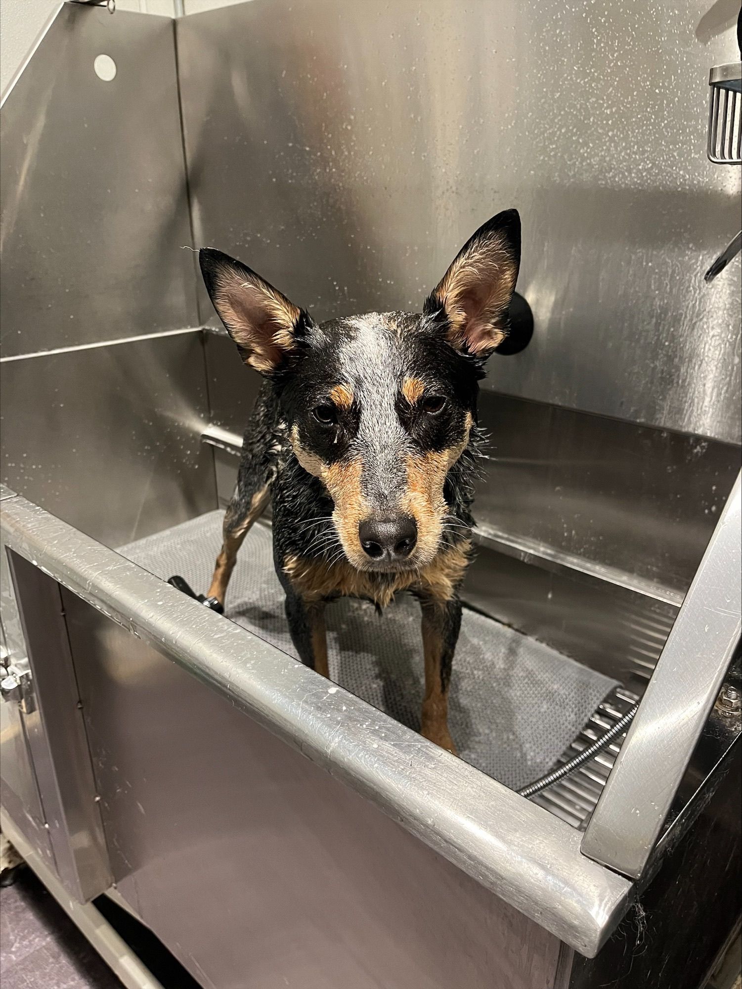 Dog is taking a bath in a stainless steel bathtub.