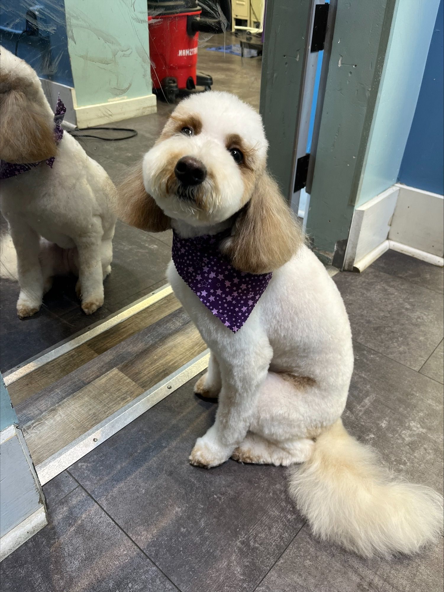 Dog with Purple Bandana
