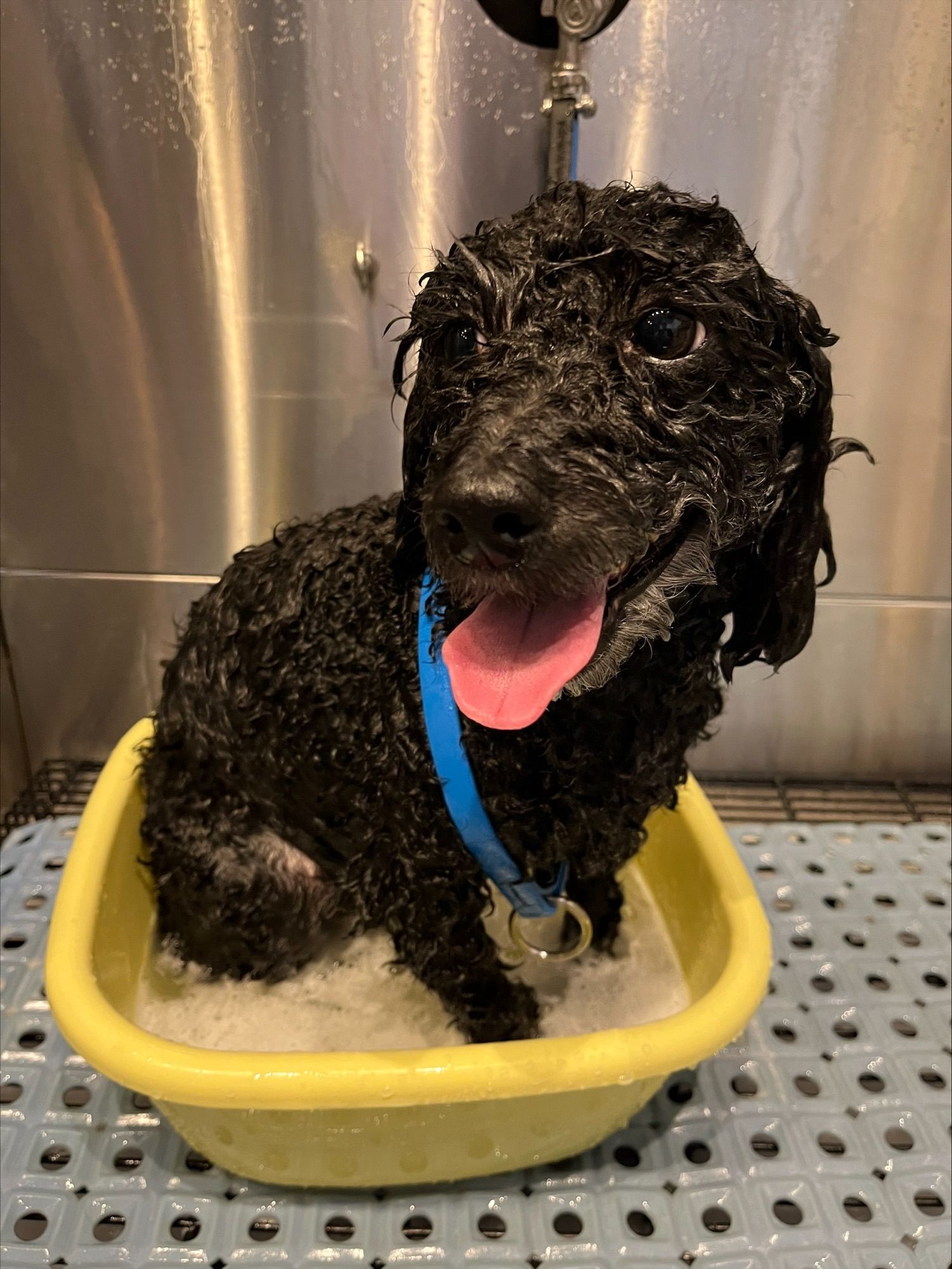 Wet Black Dog