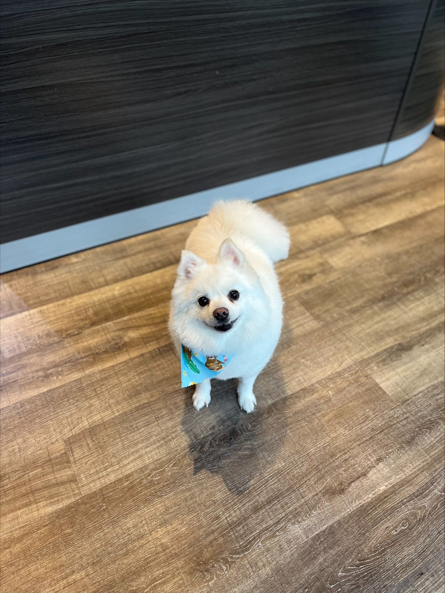 Small white dog wearing a blue bow tie is standing on a wooden floor.