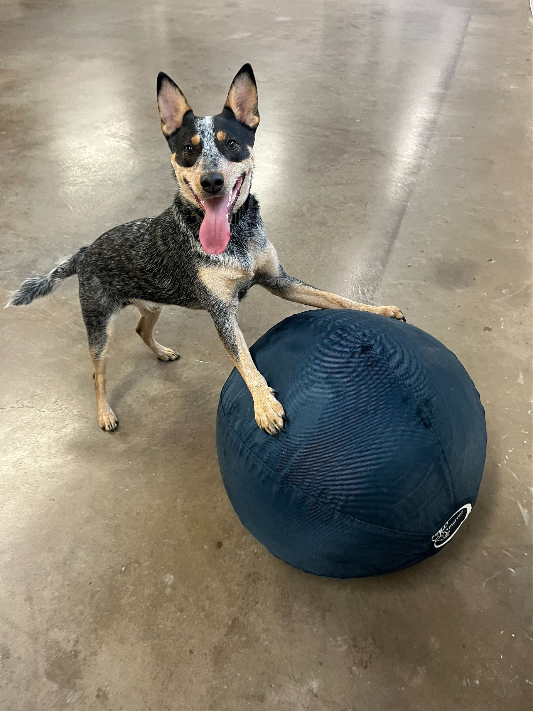 Cat Grooming Services