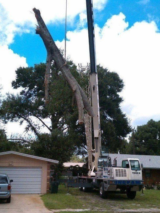 Terex Crane Removing Cut Down Trees — Palm Bay, FL — A Advanced Tree Service