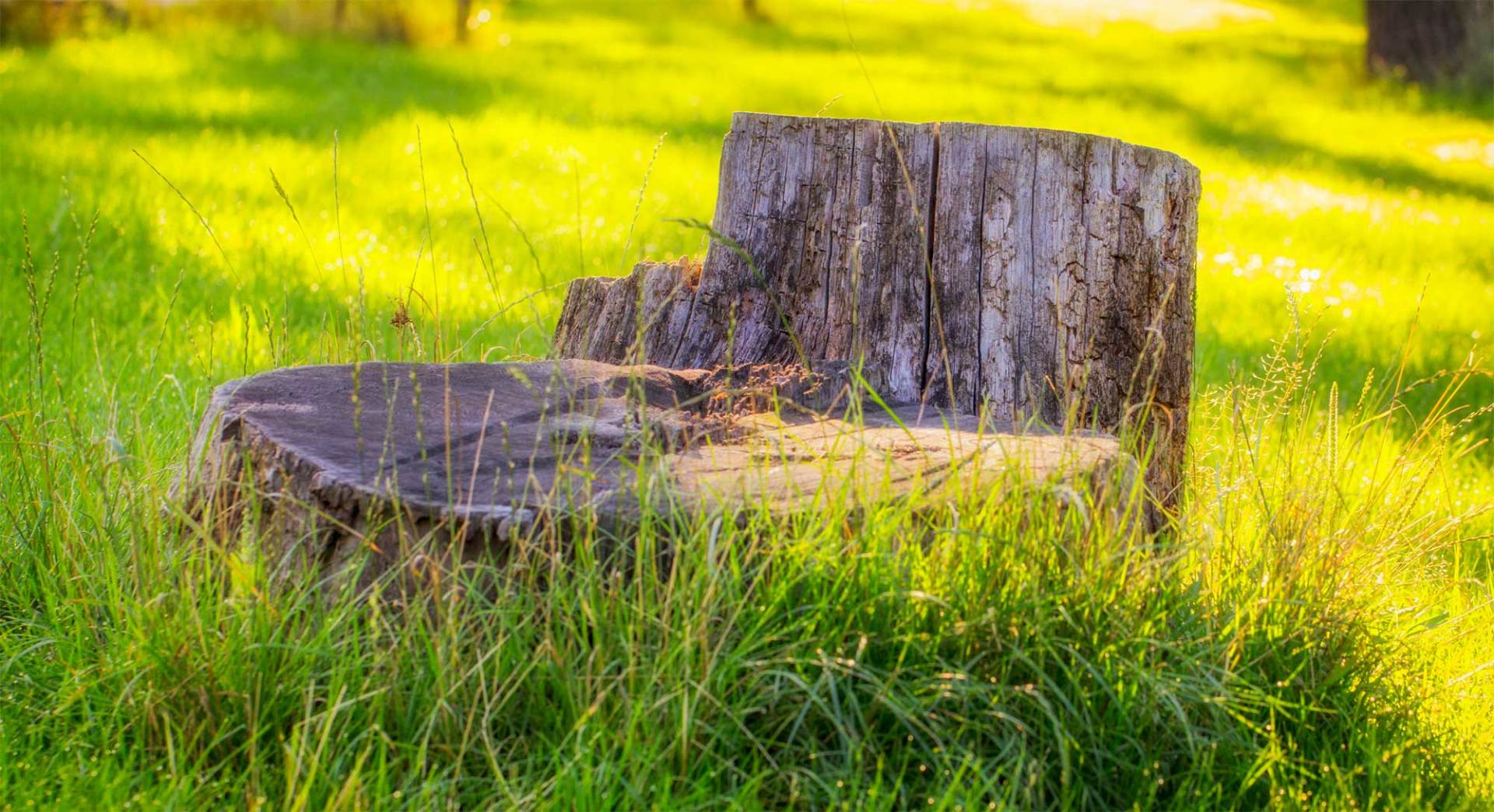 Old Stump on The Green Grass — Palm Bay, FL — A Advanced Tree Service