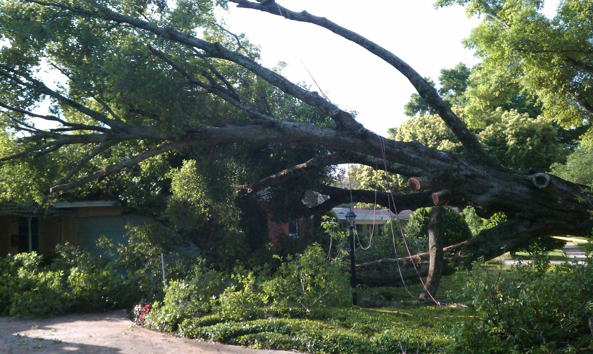 Fallen Tree on the Yard — Palm Bay, FL — A Advanced Tree Service