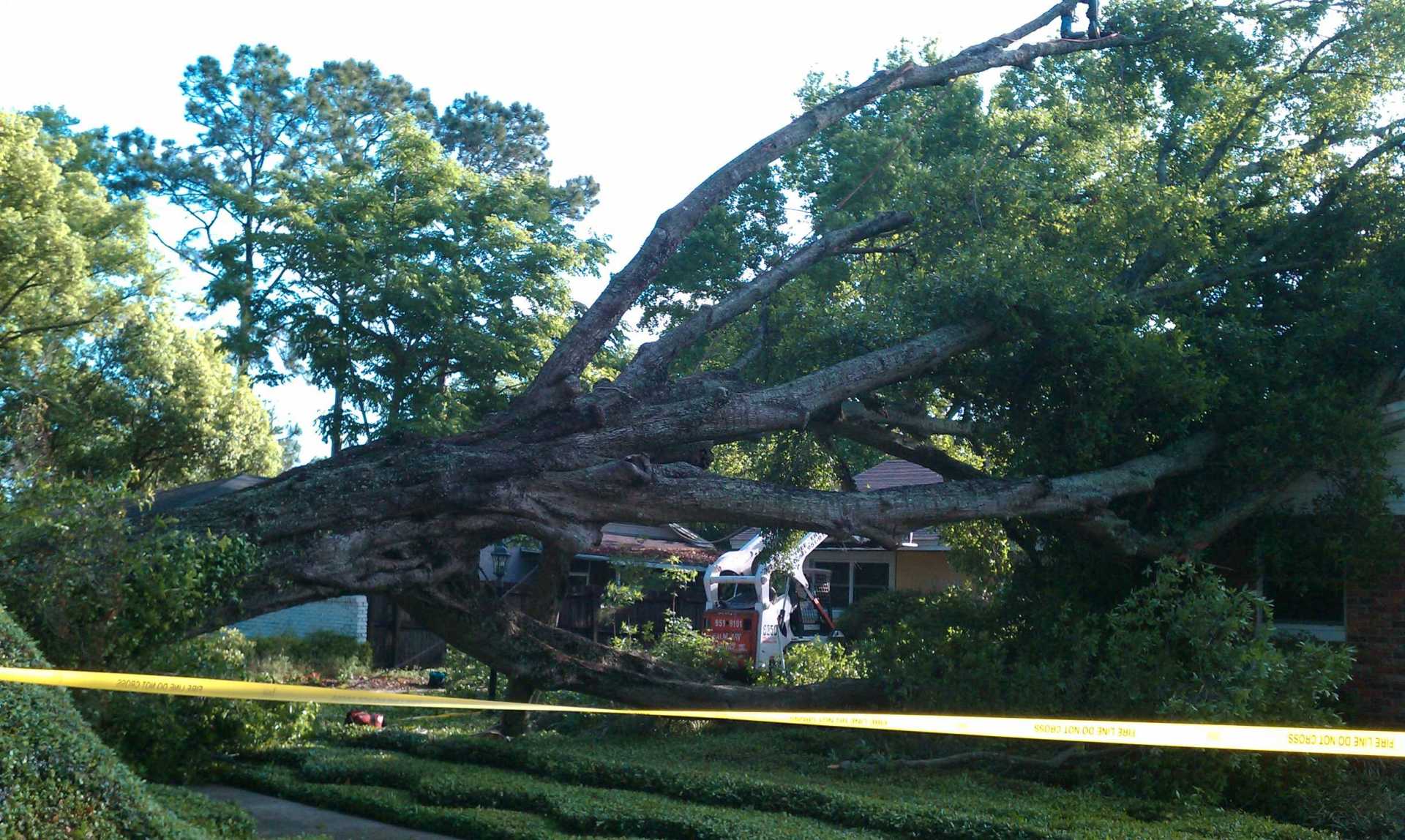 Fallen Tree — Palm Bay, FL — A Advanced Tree Service
