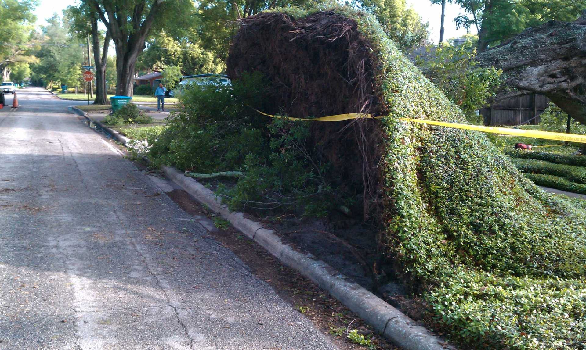 Damage Lawn on Sidewalk — Palm Bay, FL — A Advanced Tree Service