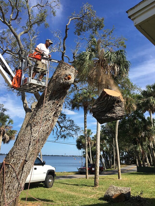 Man Cutting the Tree Tops — Palm Bay, FL — A Advanced Tree Service