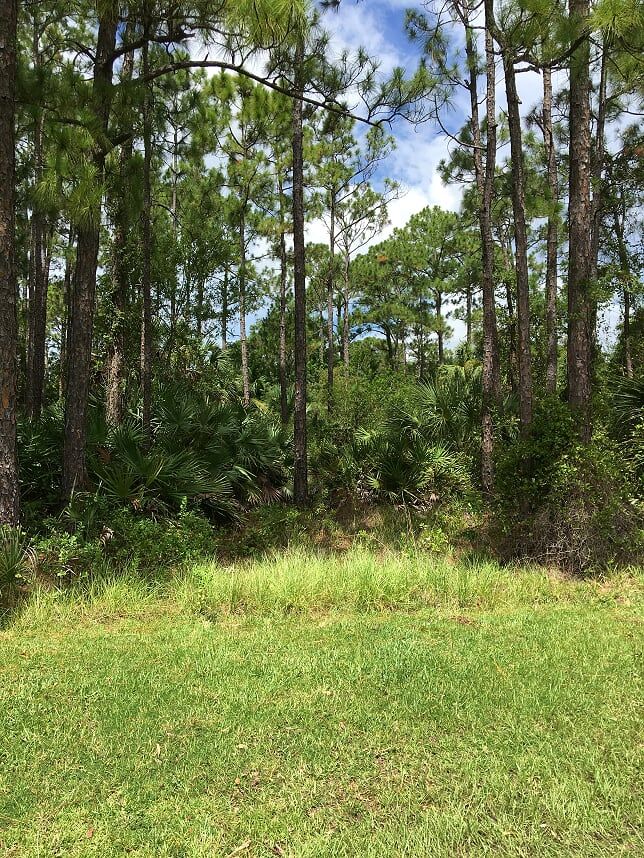 Before Lot Clearing — Palm Bay, FL — A Advanced Tree Service