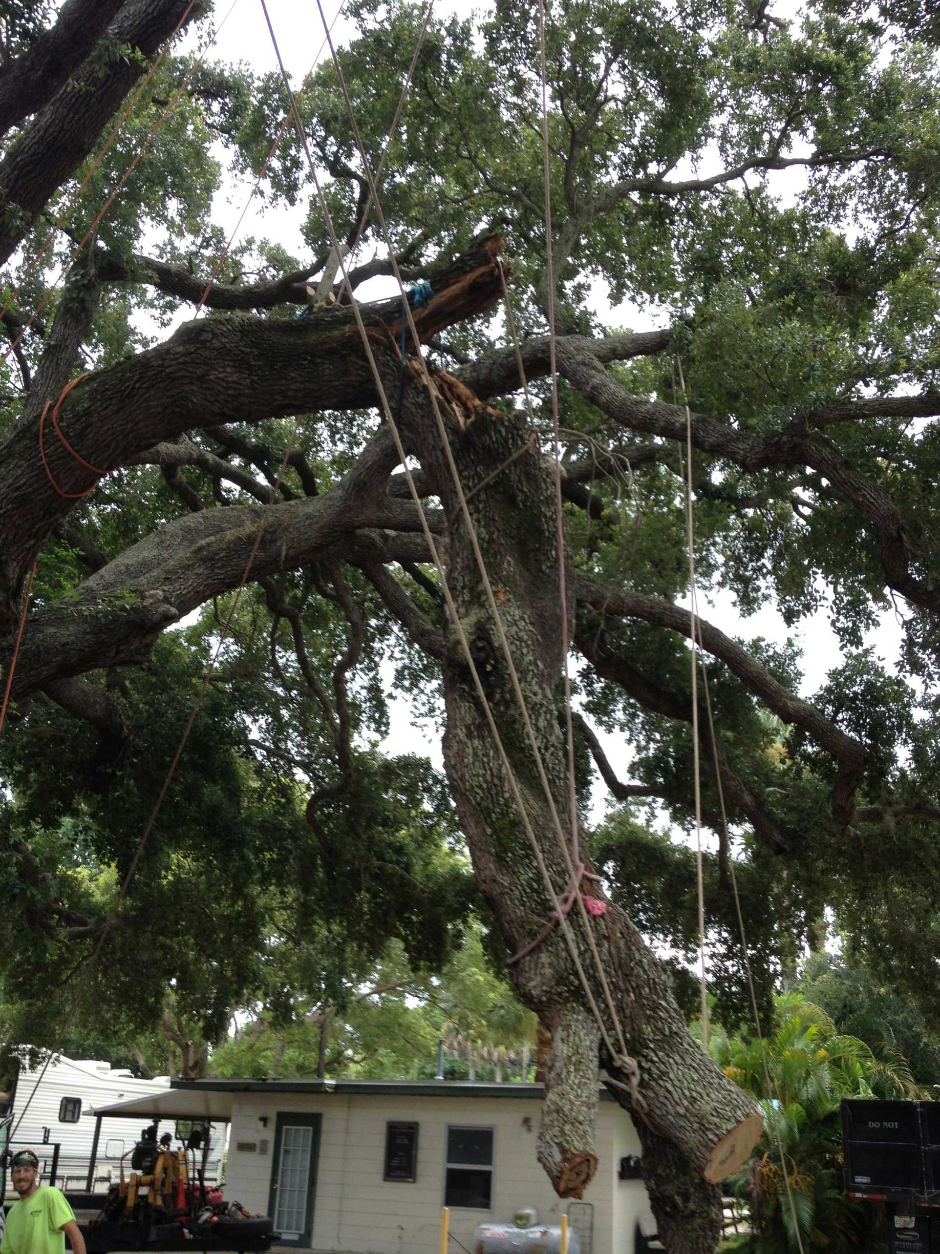 Removing Fallen Tree Branches — Palm Bay, FL — A Advanced Tree Service