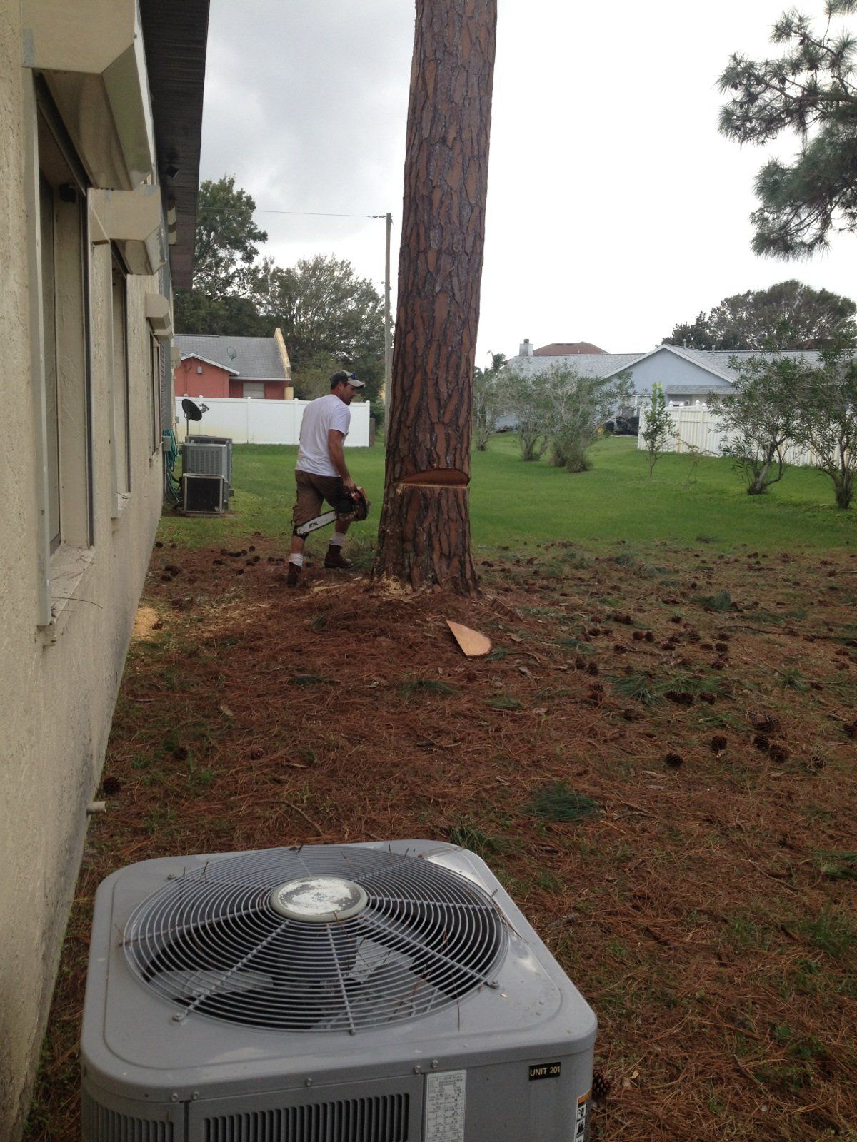 Man Cutting Down Tall Tree — Palm Bay, FL — A Advanced Tree Service