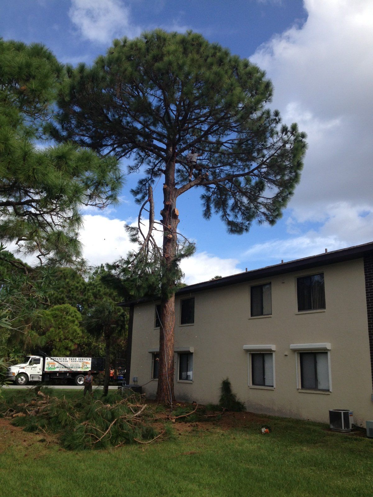 Tall Tree — Palm Bay, FL — A Advanced Tree Service