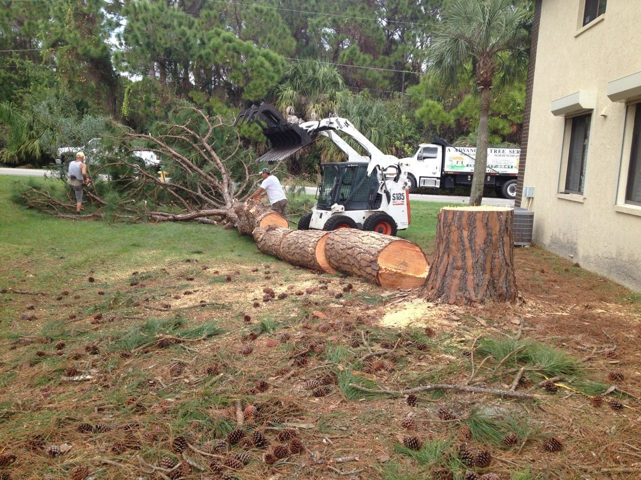 Man with Chainsaw Cutting the Tree — Palm Bay, FL — A Advanced Tree Service