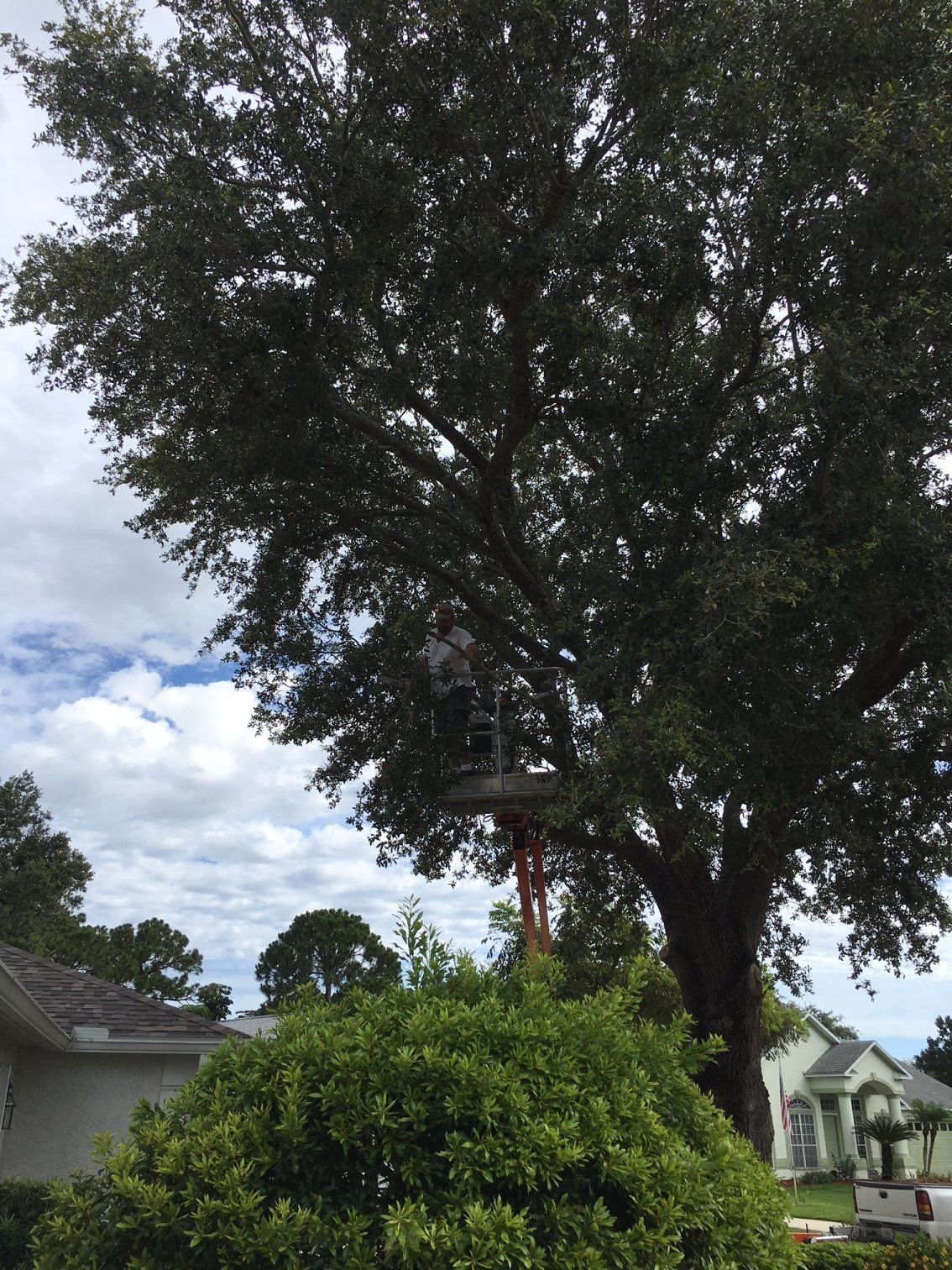 Before Tree Trimming — Palm Bay, FL — A Advanced Tree Service