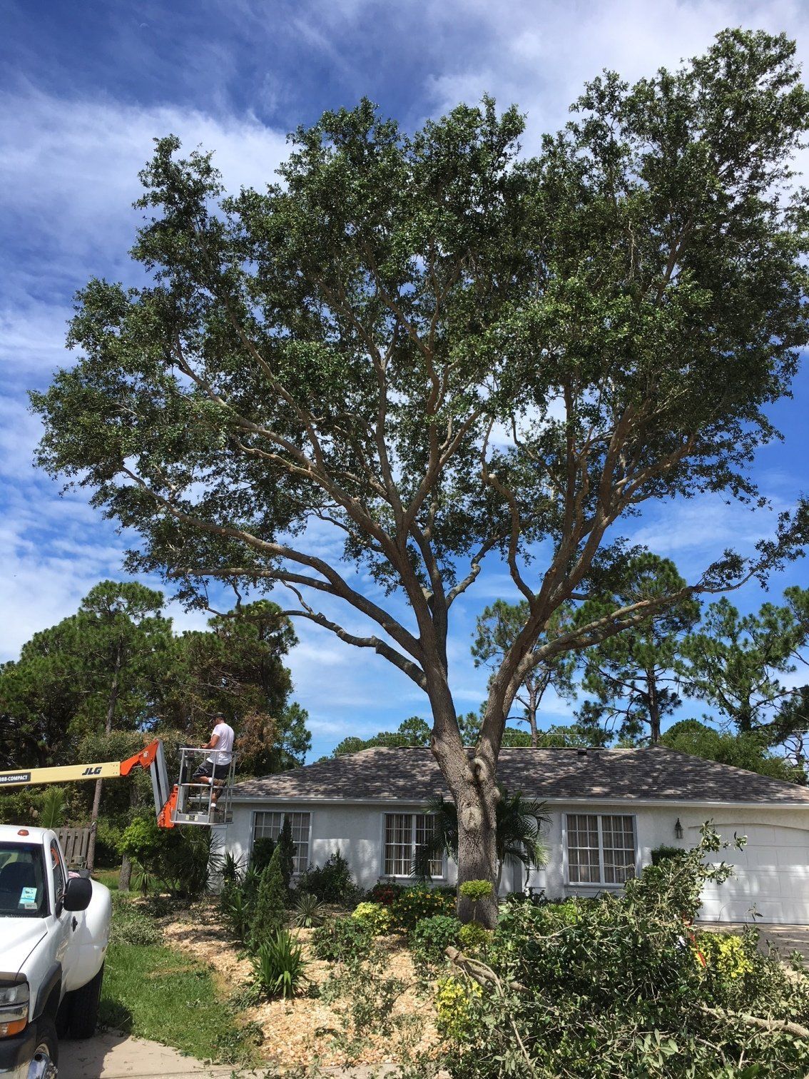 After Tree Trimming — Palm Bay, FL — A Advanced Tree Service