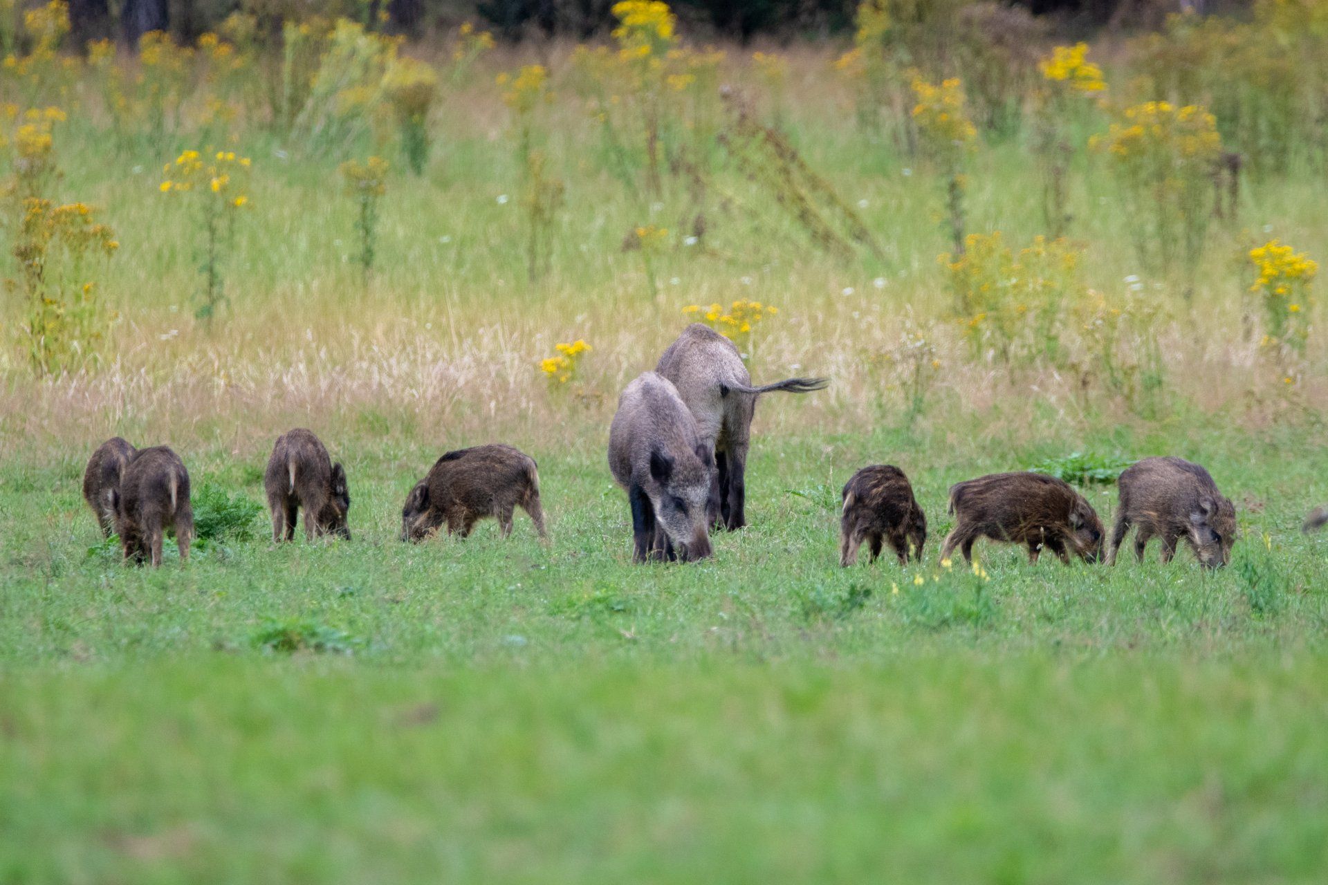Een kudde wilde zwijnen grazend in een grasveld.