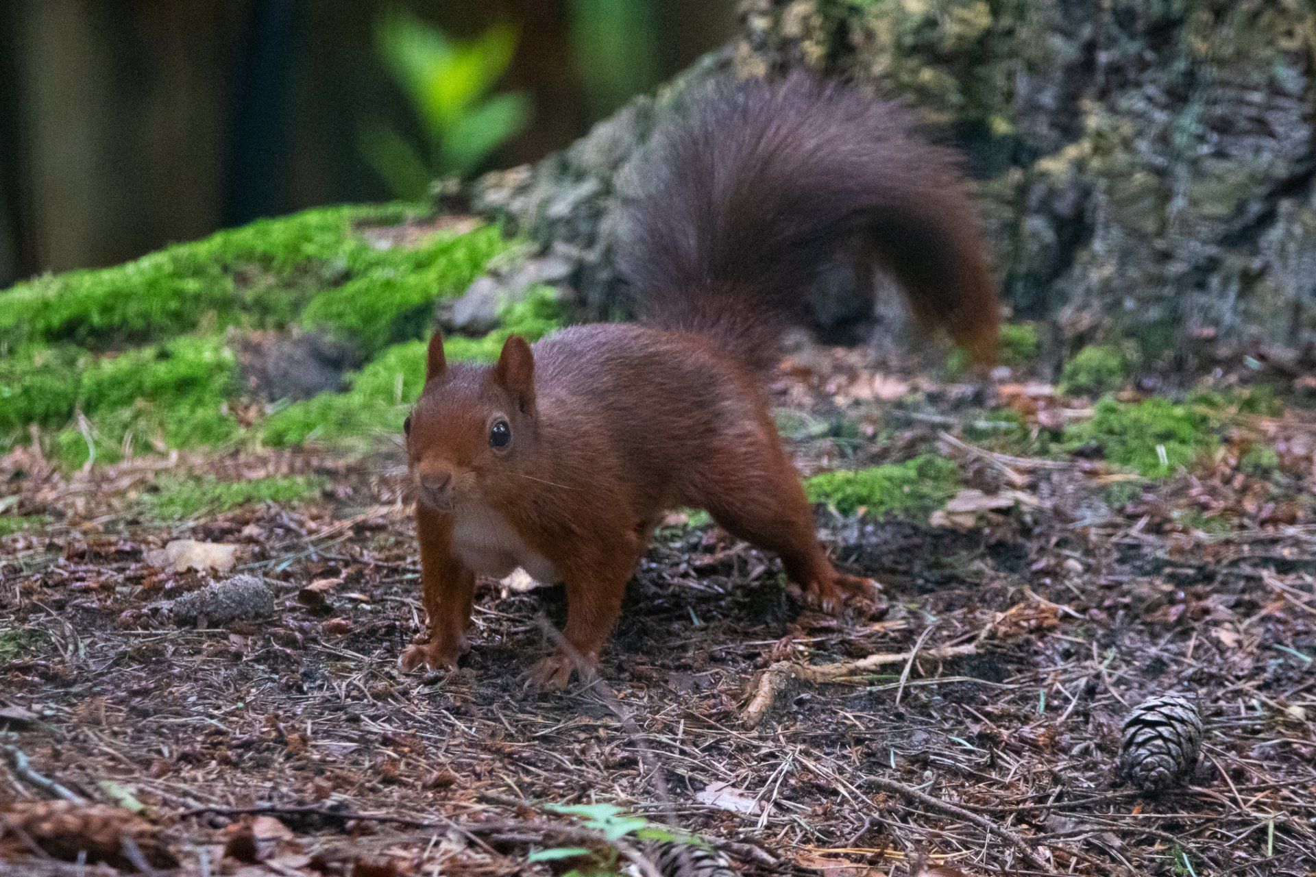 Een rode eekhoorn staat op de grond bij een boom.