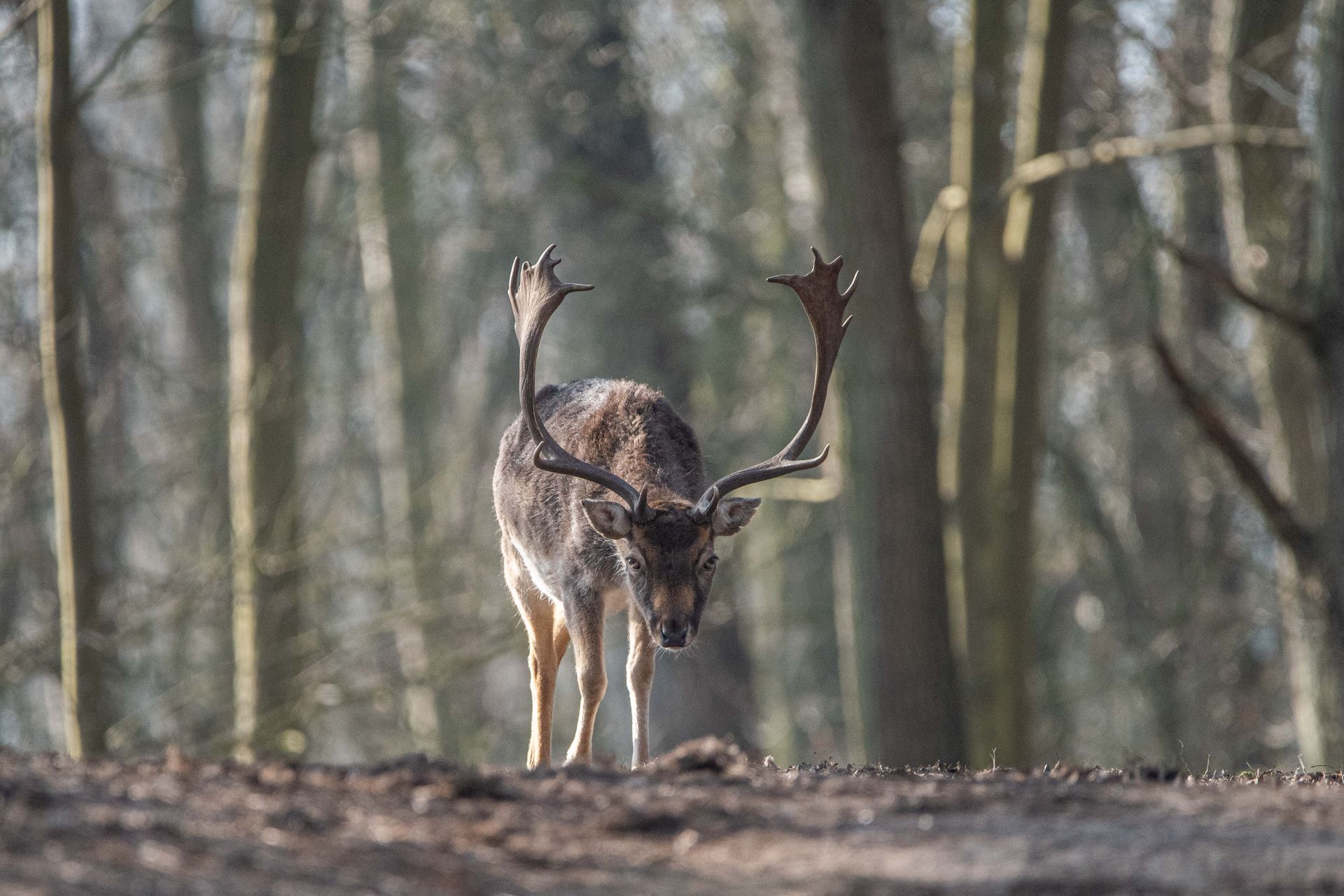 Midden in een bos staat een hert met gewei.