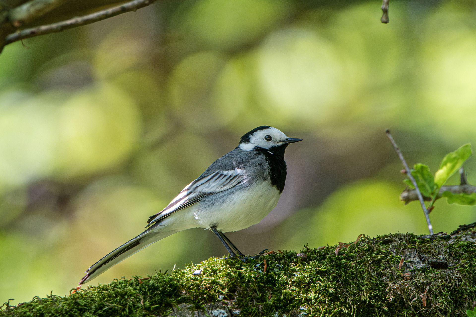 Een witte kwikstaart zit op een bemoste tak.