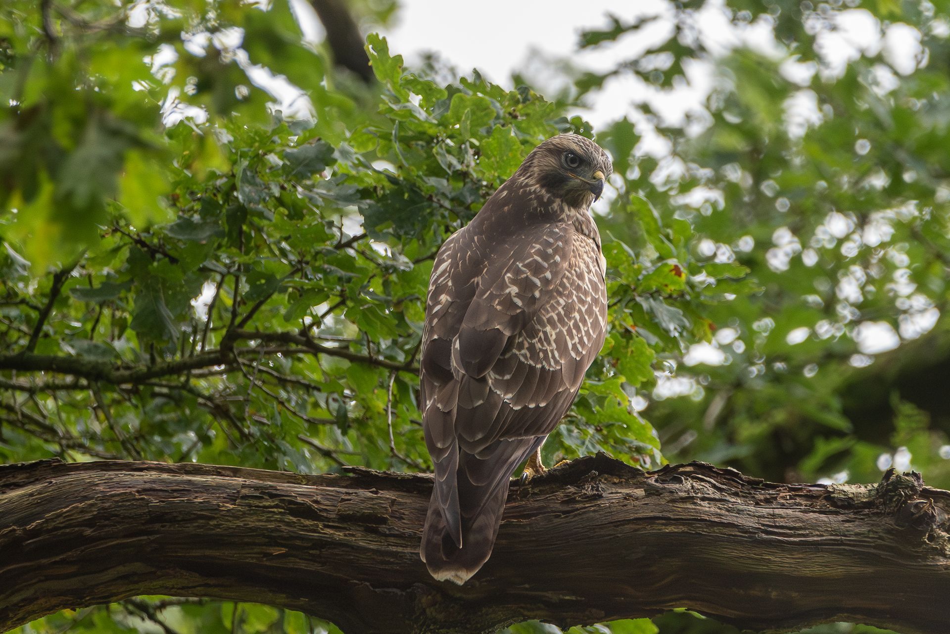 Een vogel zit in de regen op een boomtak.