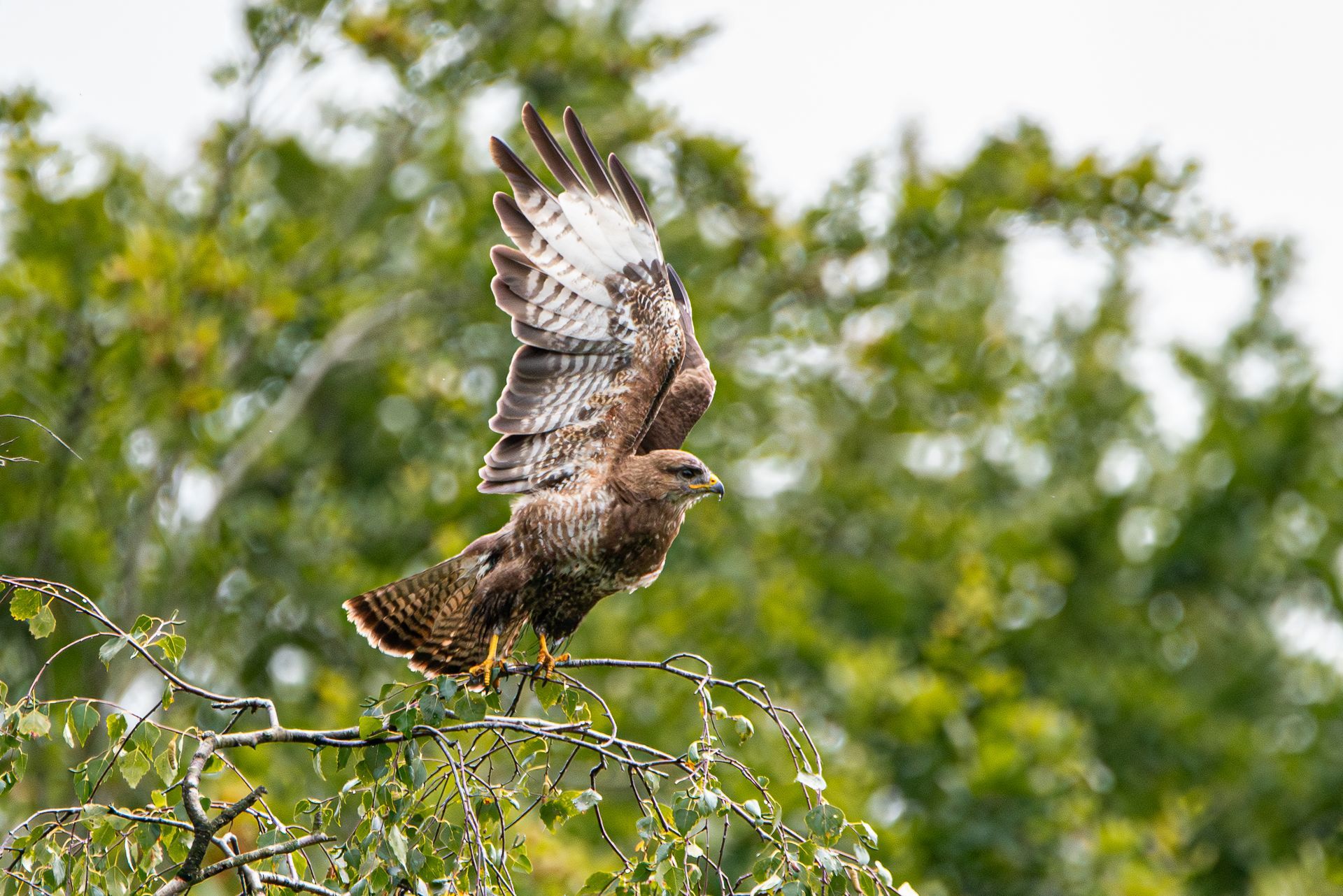 Een Buizerd zit op een tak in een boom.