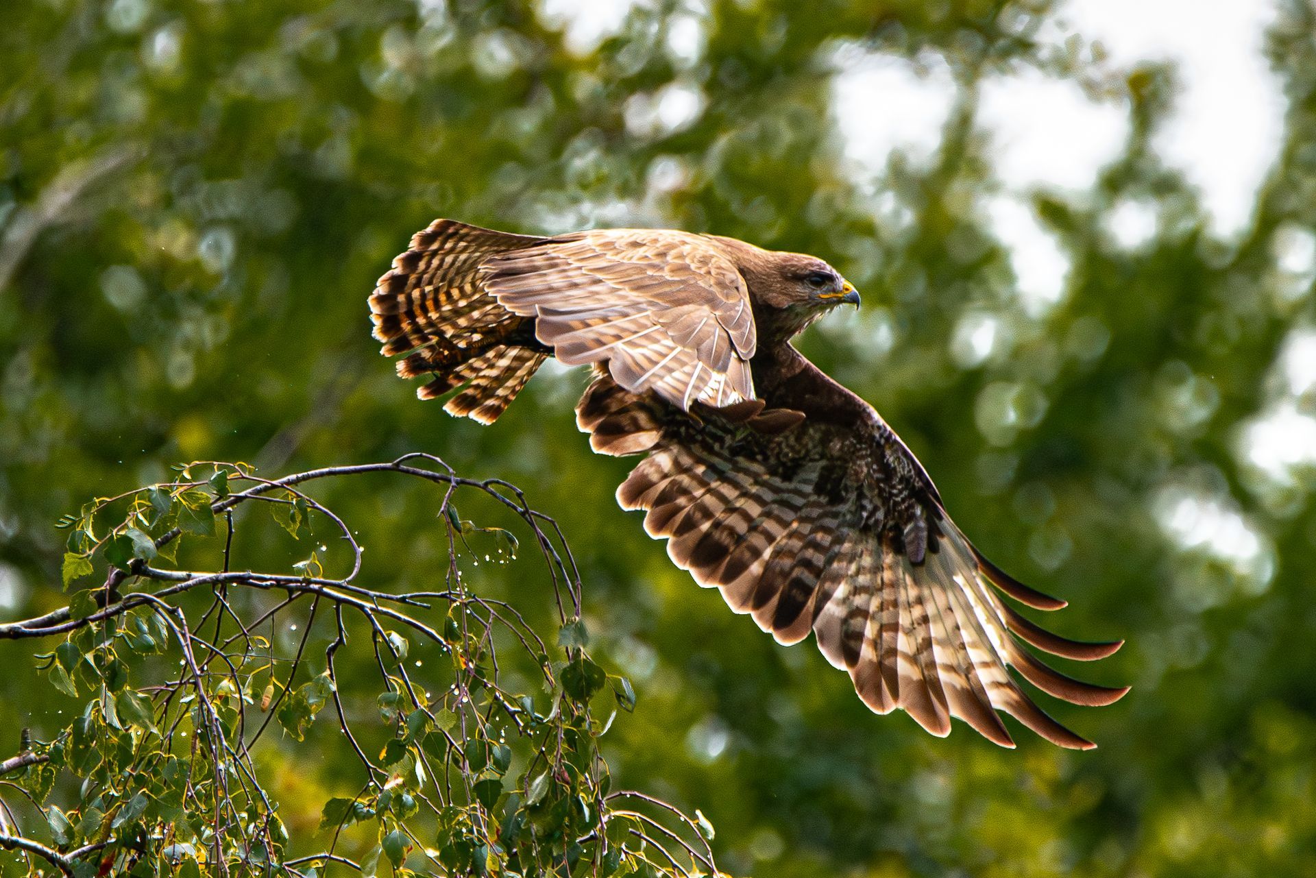 Een vogel vliegt over een boomtak.