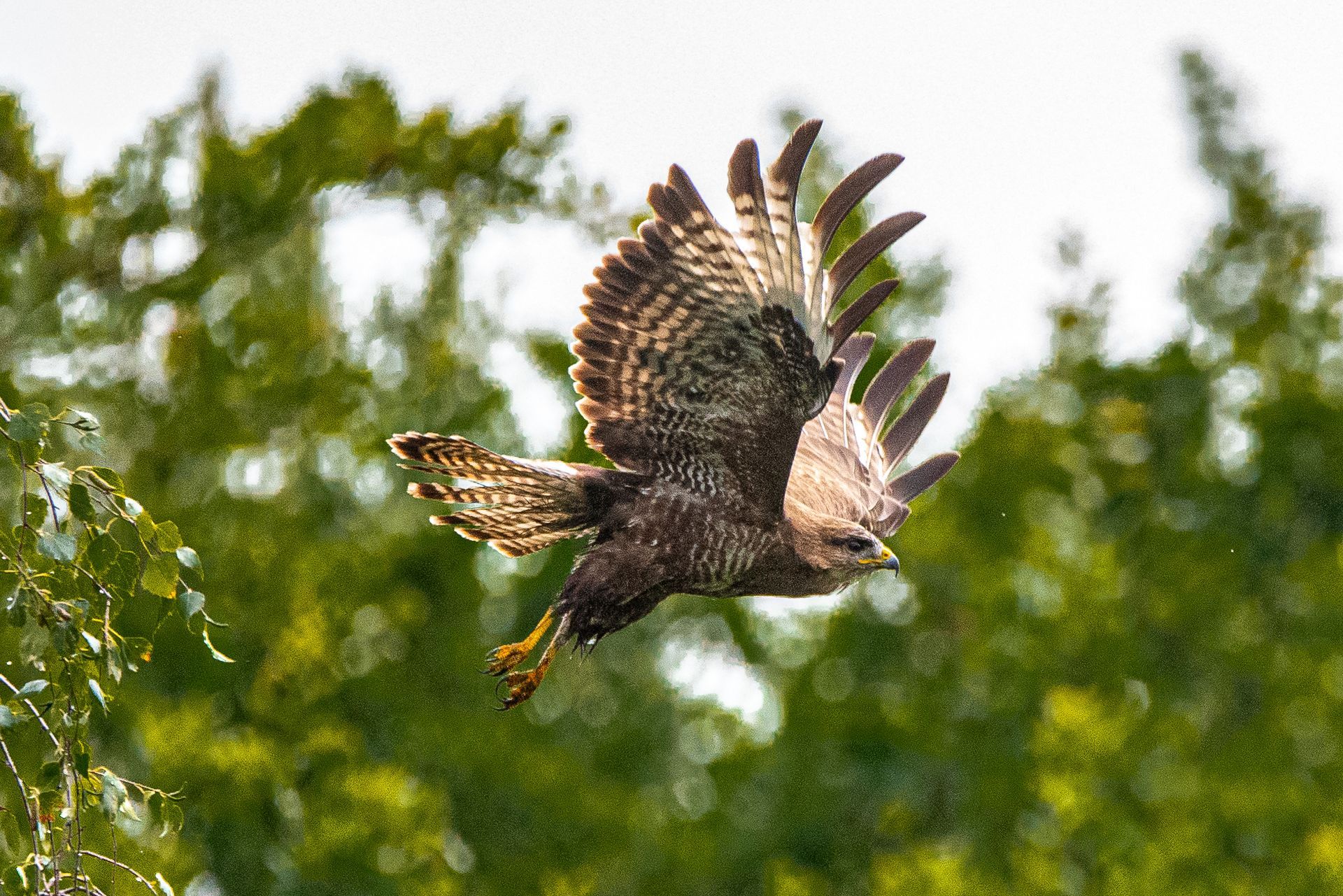 Een vogel vliegt met gespreide vleugels door de lucht.