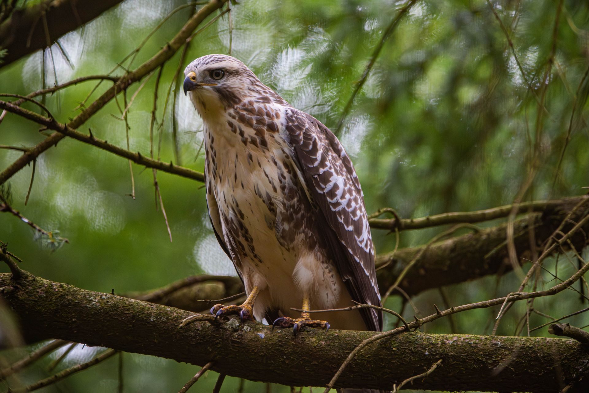 Een buizerd zit op een boomtak en kijkt naar de camera.