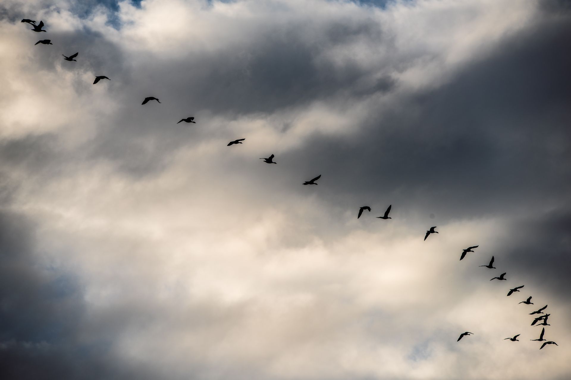A flock of birds flying in a cloudy sky