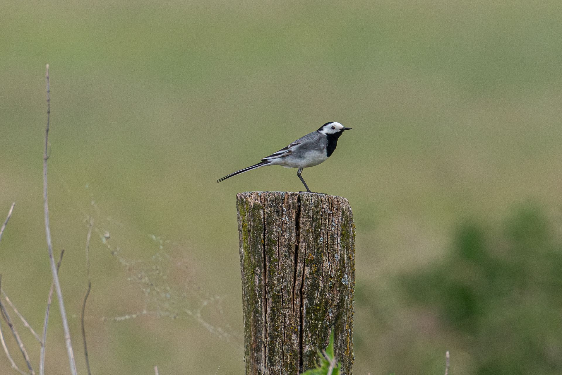 Een kleine vogel bovenop een houten paal