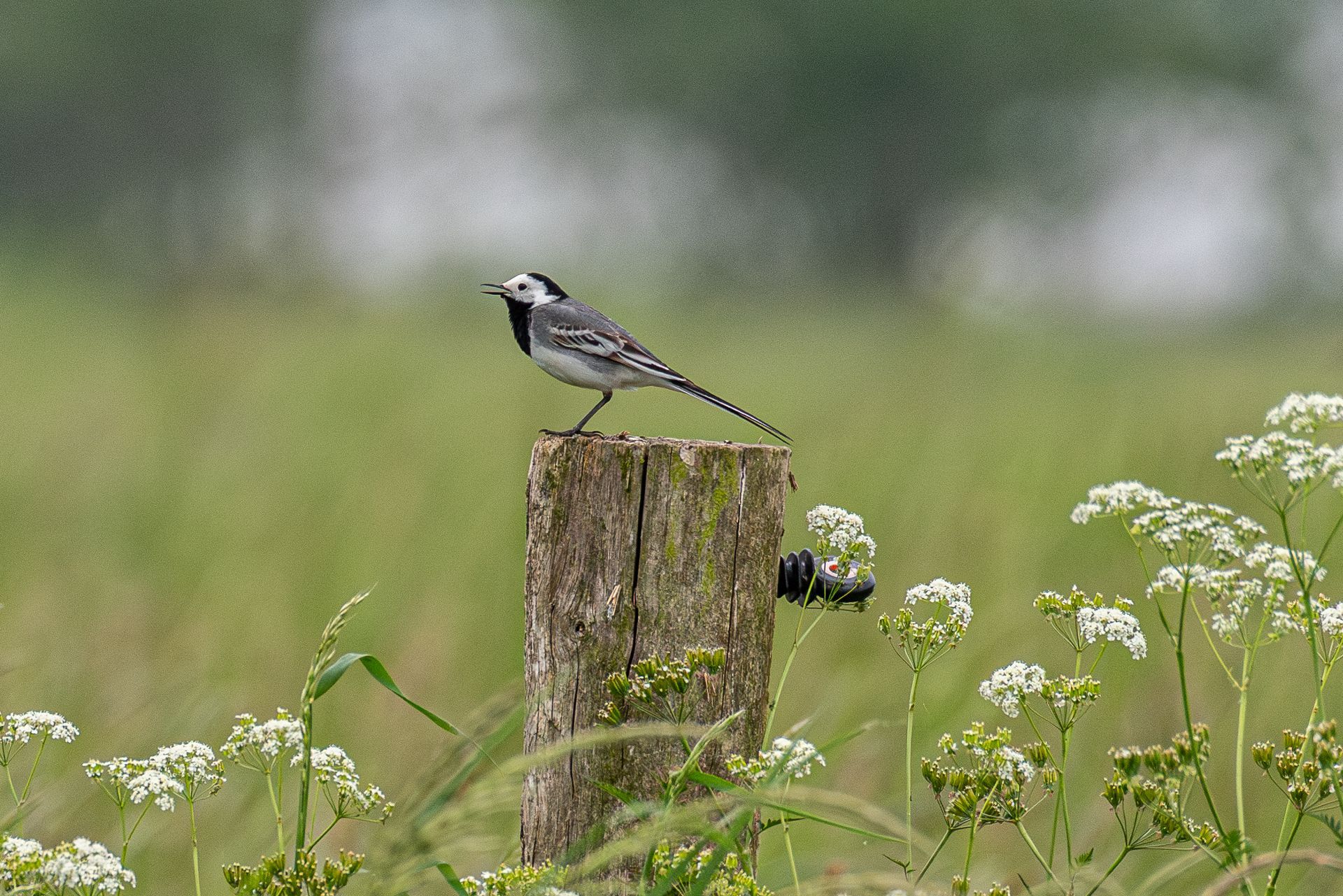Een witte kwikstaart die op een houten paal in een veld zit.