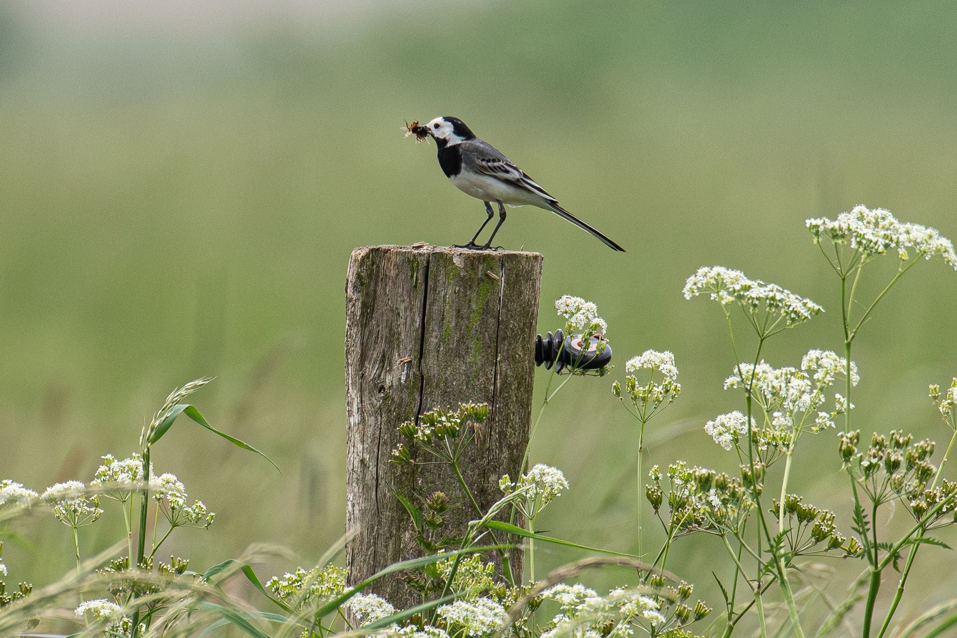 Een vogel die op een houten paal in een veld zit