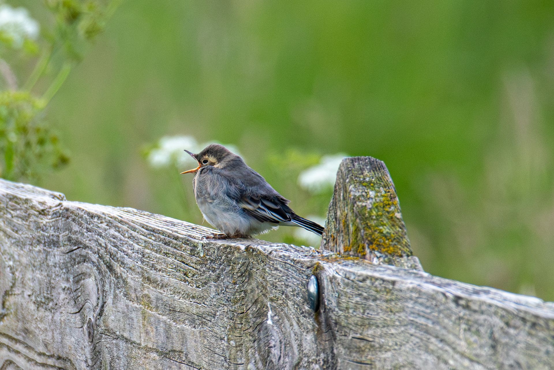 jong witte kwikstaart