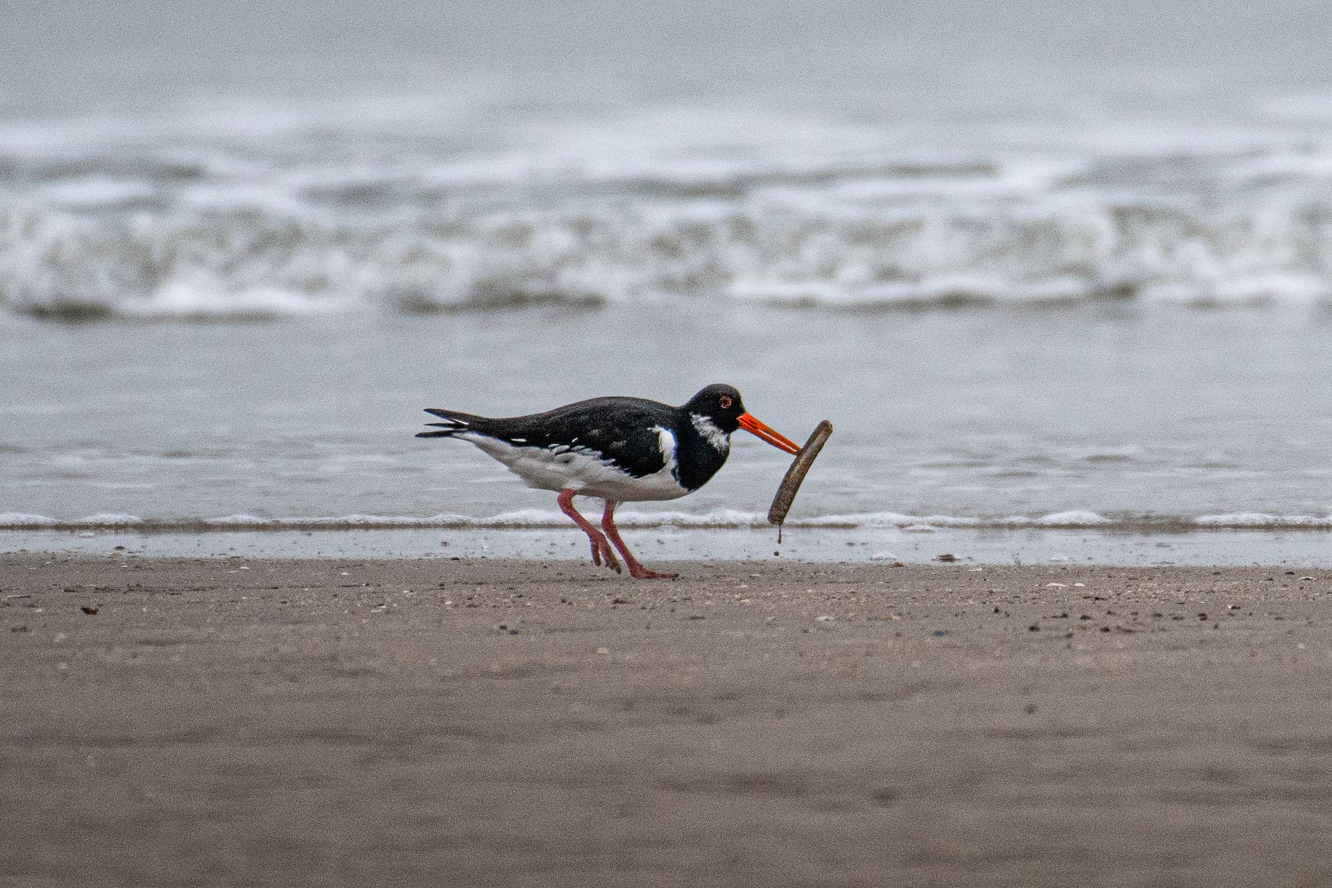 Een scholeksterloopt op het strand met een schelp in zijn snavel.