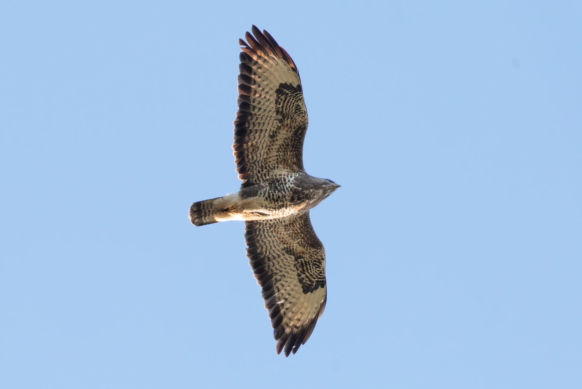 Een roofvogel zweeft tegen een blauwe hemel, met gespreide vleugels.