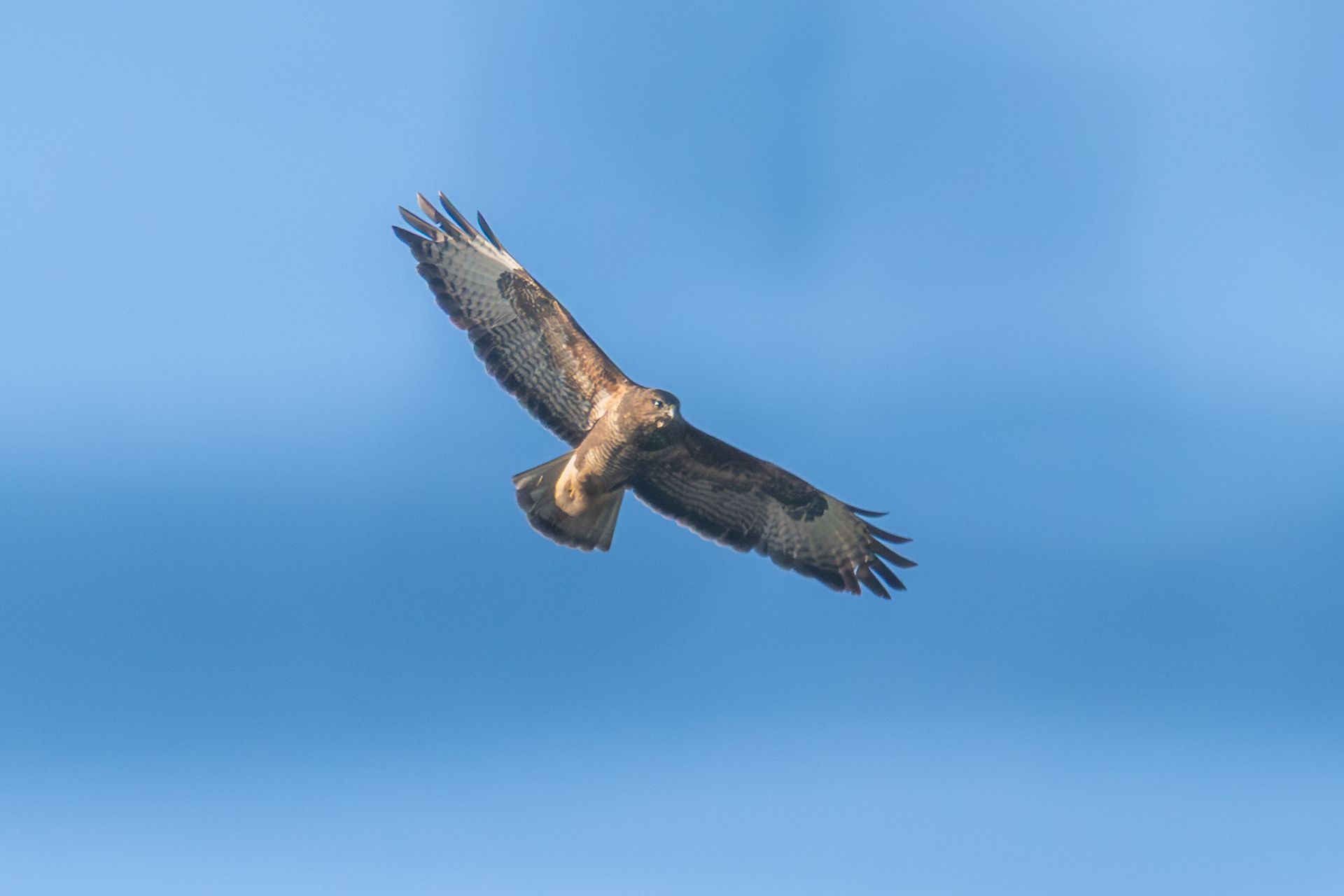 Een roofvogel zweeft door een helderblauwe lucht, met wijd gespreide vleugels.