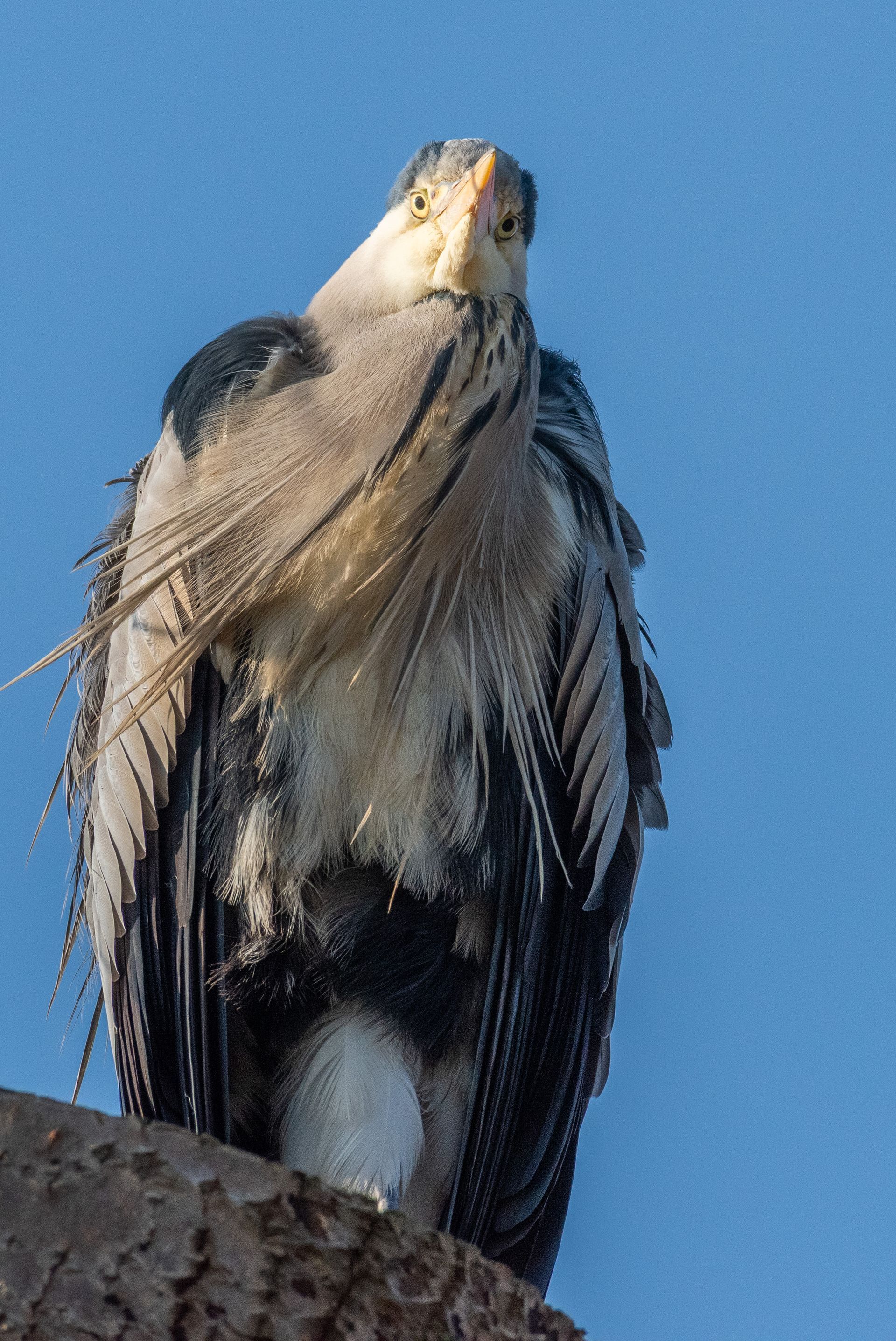 Een grijze reiger zit op een tak, met opgezette veren, en kijkt de kijker aan tegen een blauwe lucht.