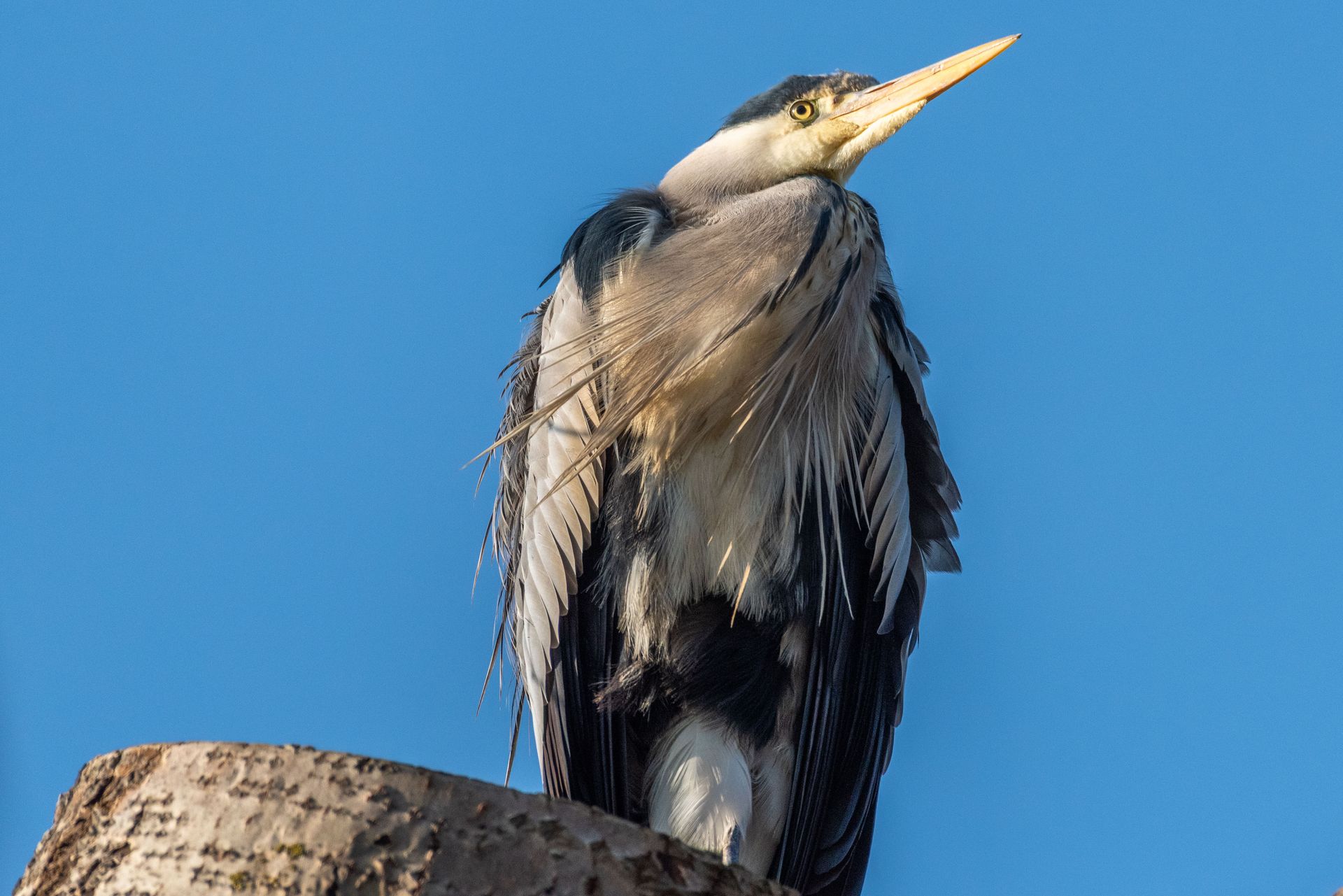 Grijze reiger met gele snavel, neergestreken tegen een blauwe hemel.