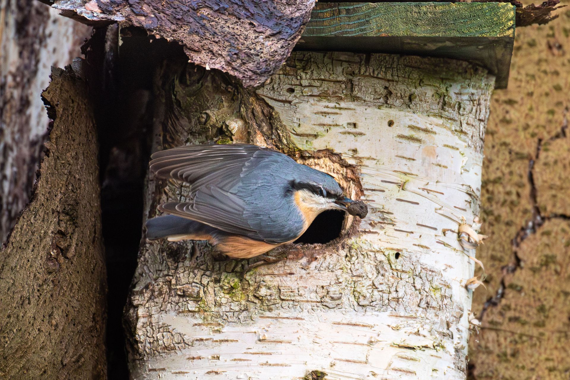 Een boomkruiper met blauwgrijze vleugels en een zwarte oogstreep zat op de ingang van een vogelhuisje van berkenhout.