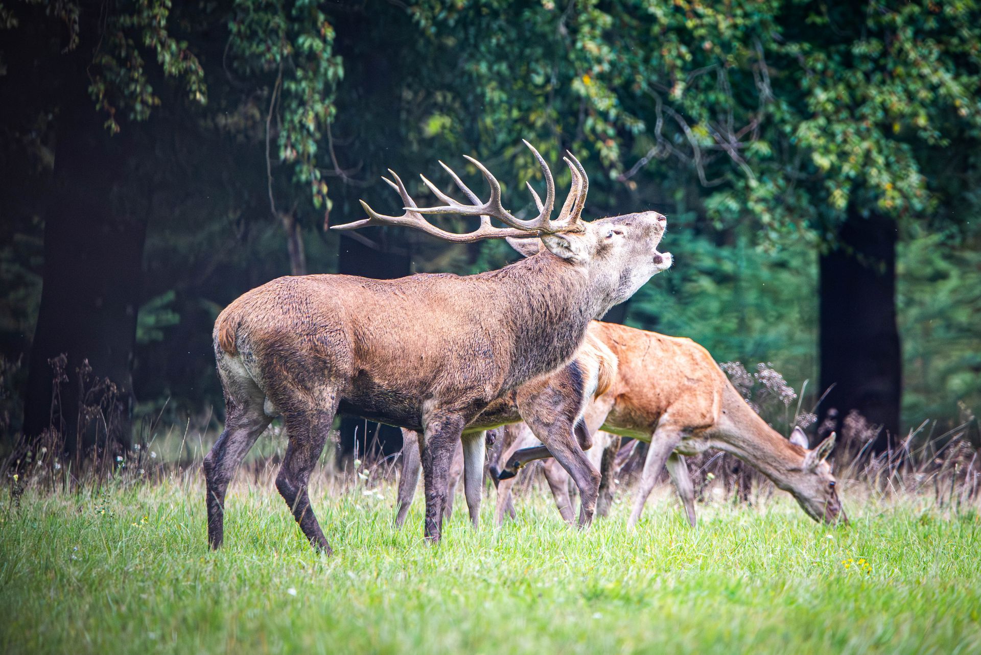 Een paar herten staan ​​naast elkaar in een veld.