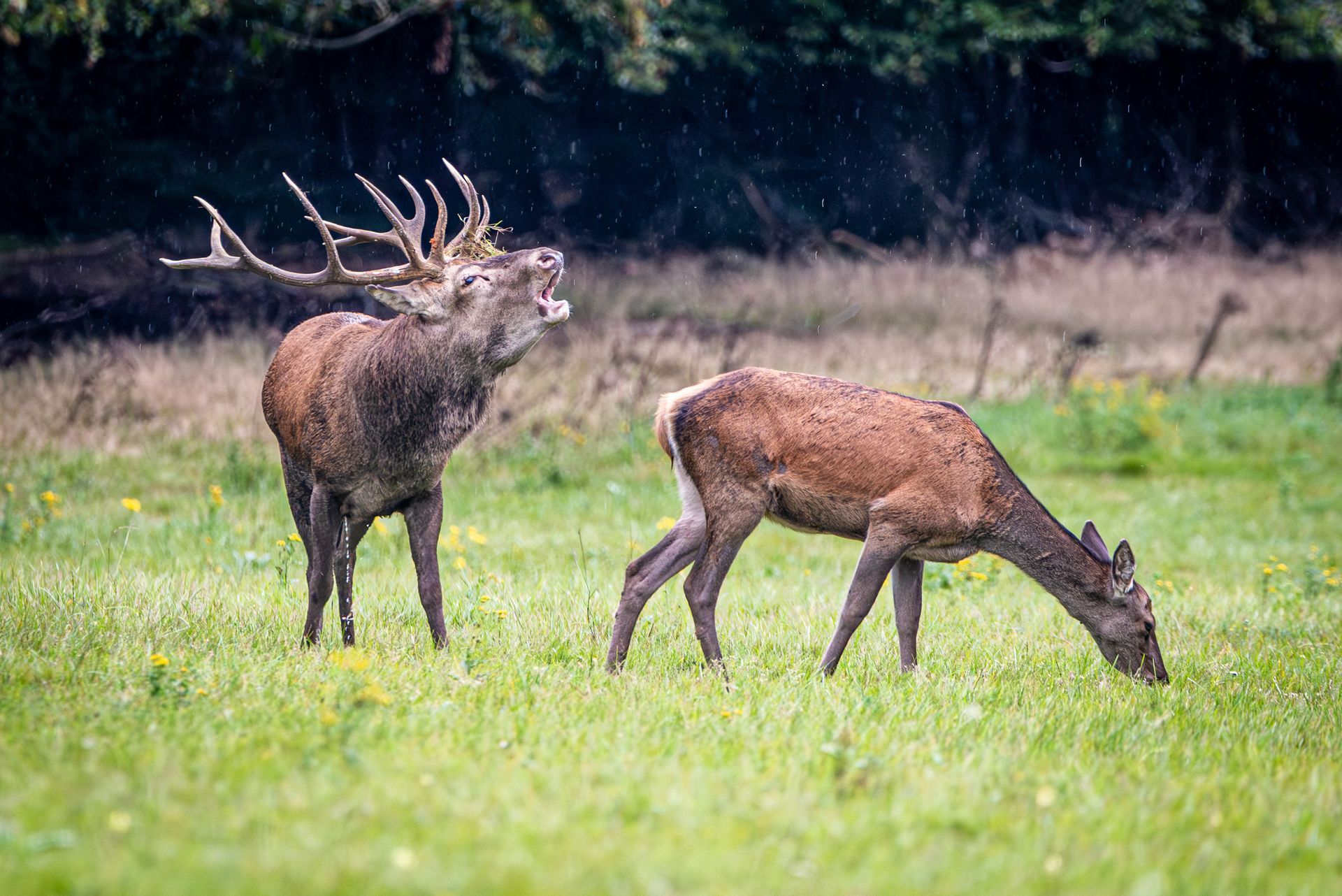 Twee herten grazen in een grasveld.