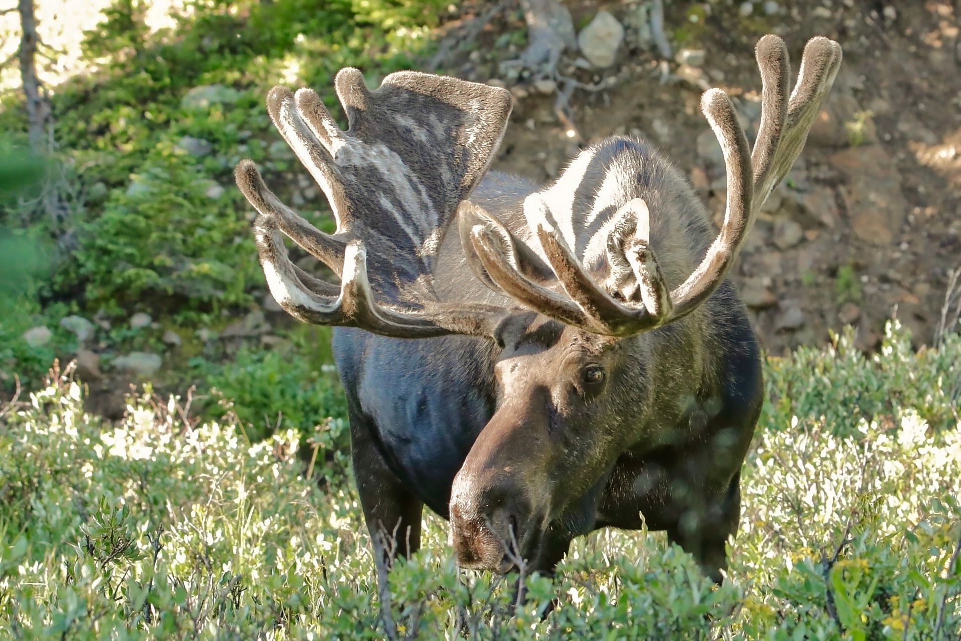 RMNPhotographer Rocky Mountain National Park Tours Blog Massive Moose on Tour